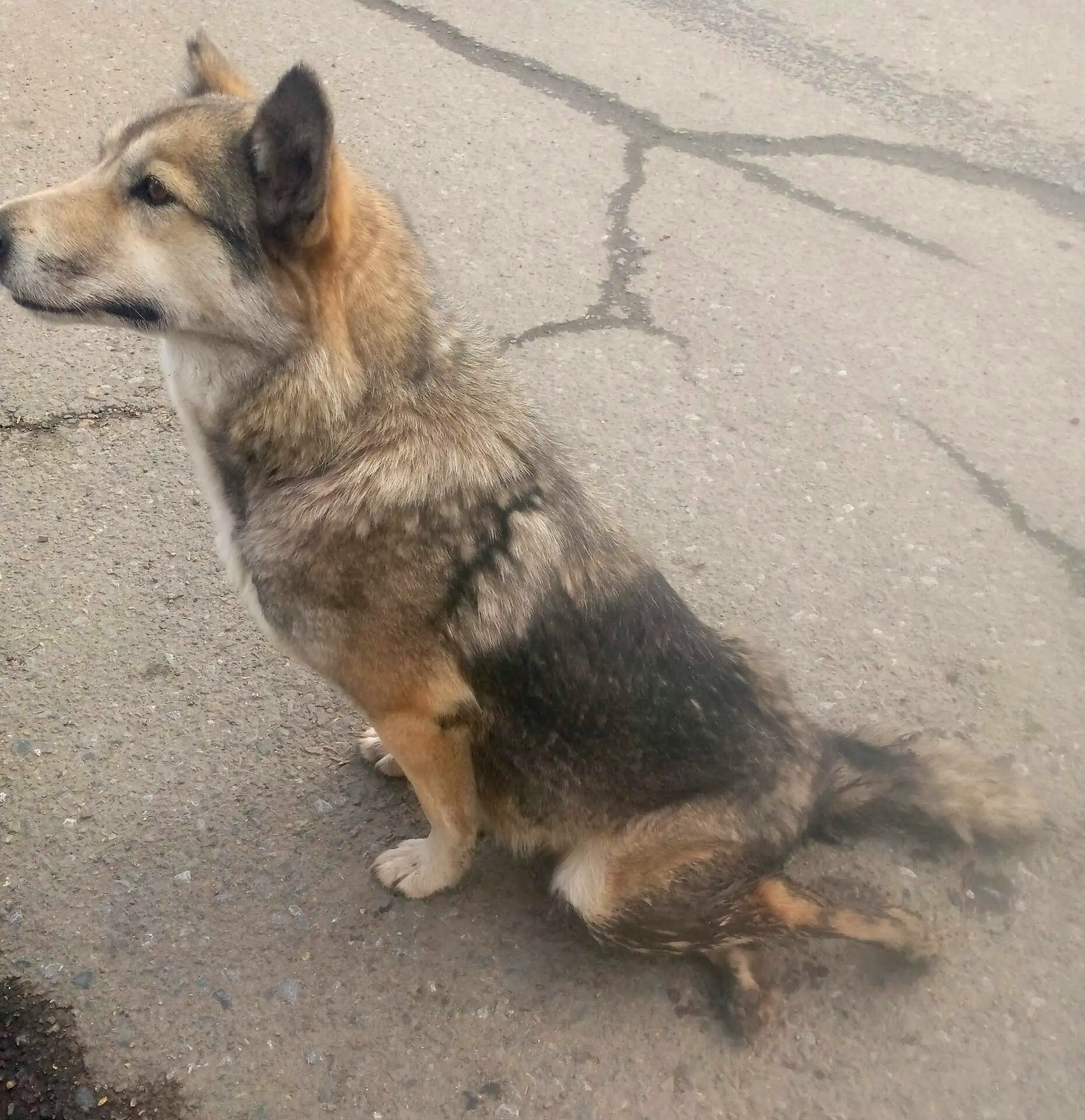 Объявление о питомце в Другие города