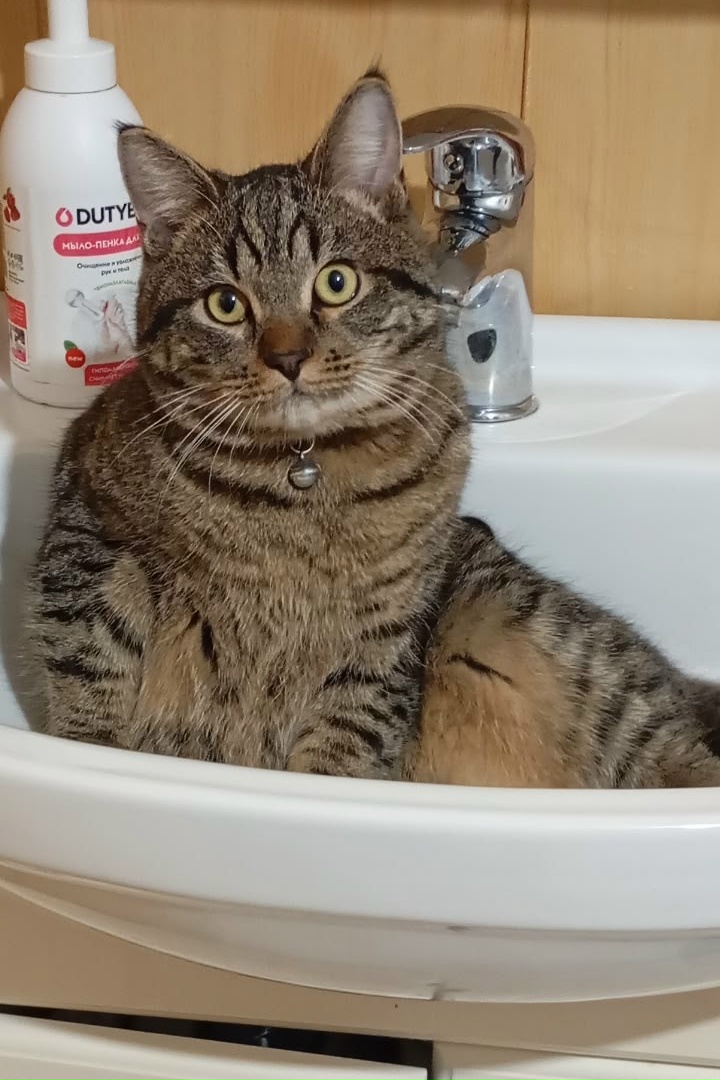 Пропал питомец в Другие города