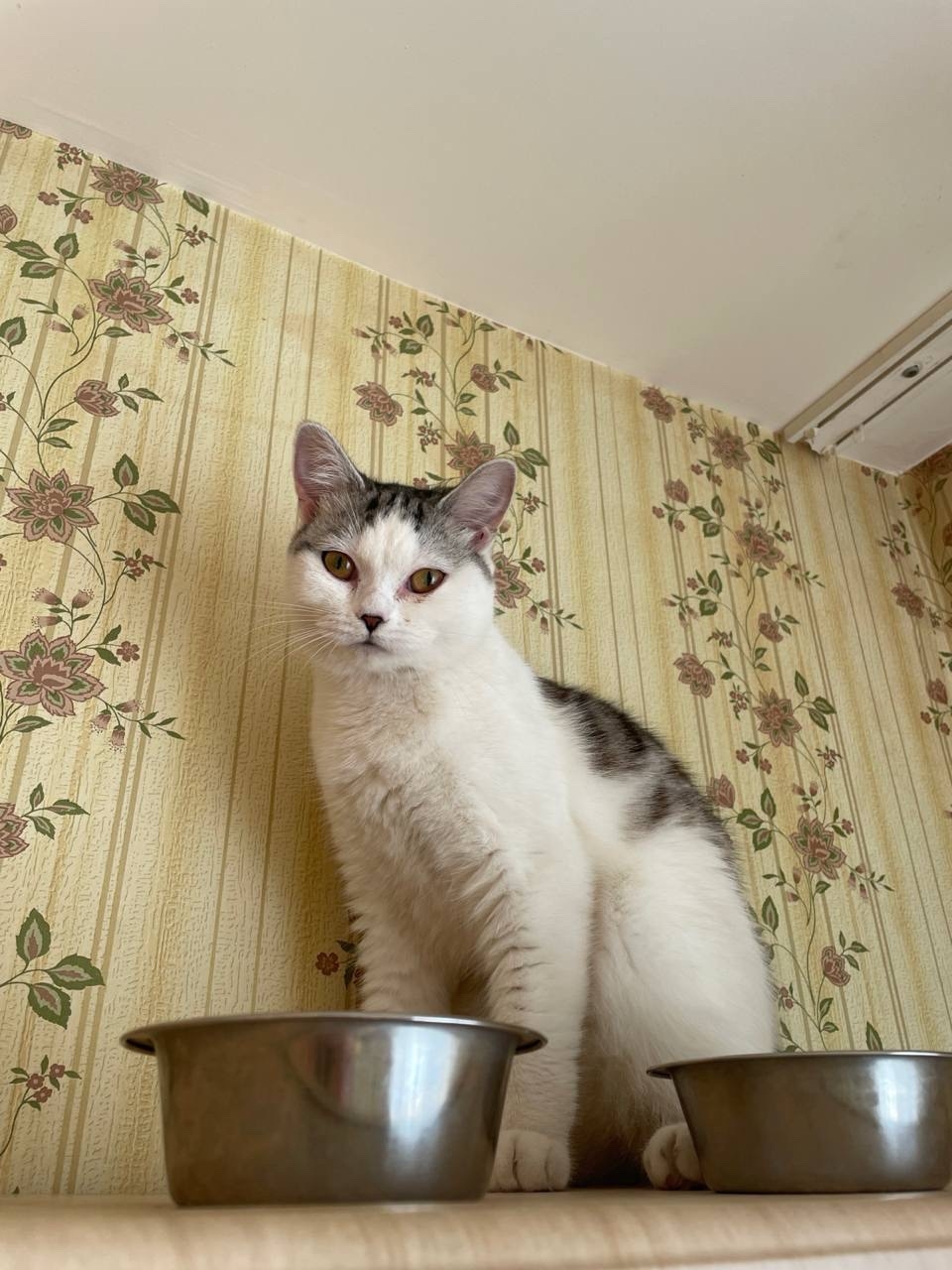 Найден питомец в Другие города