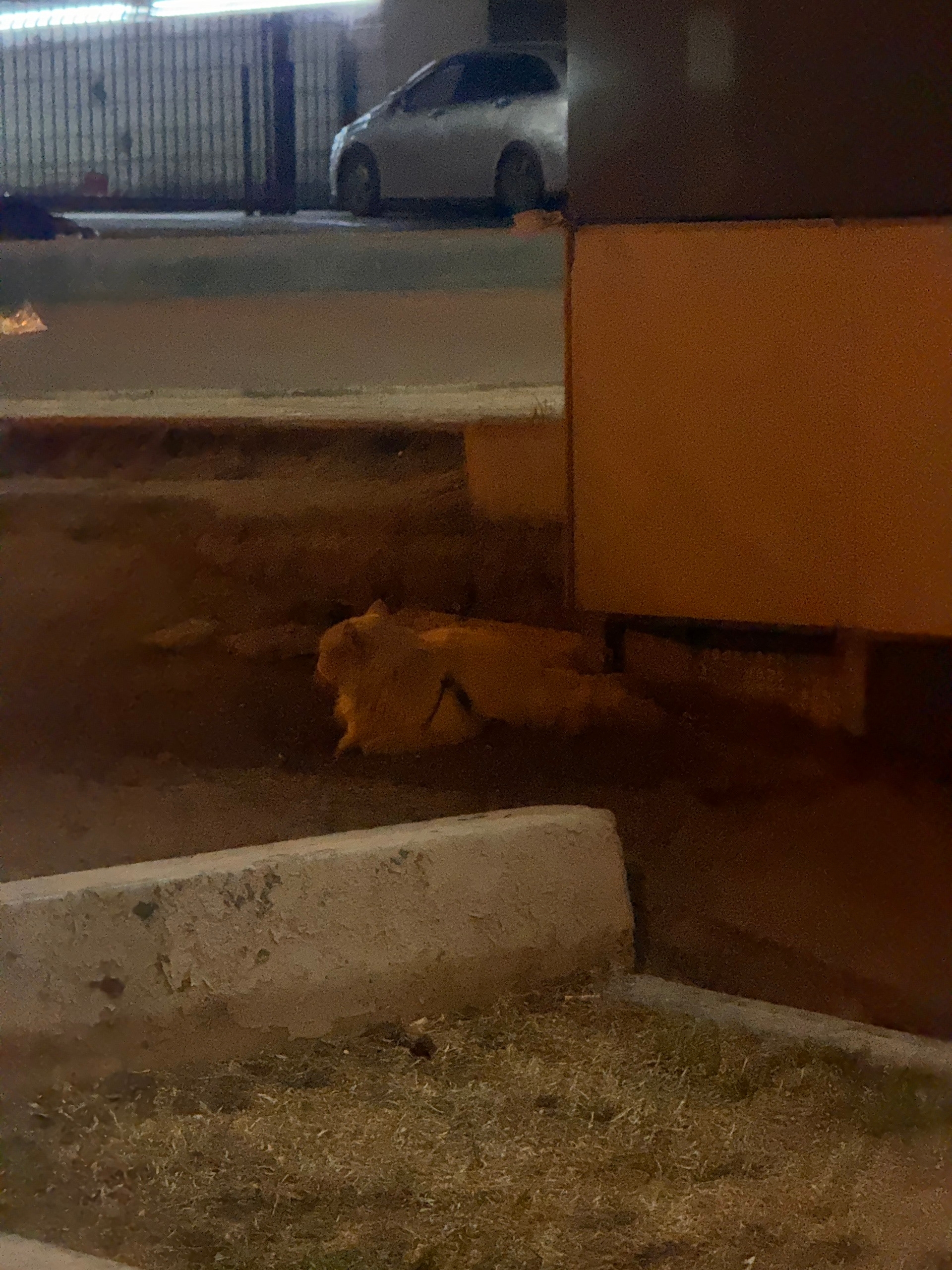Найдена кошка в Других городах — фото объявления