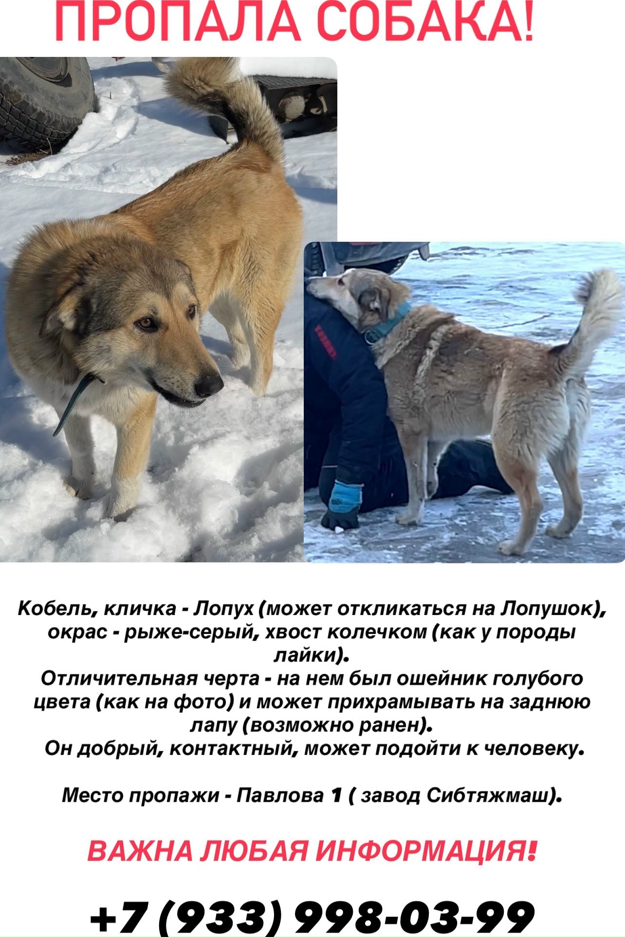 Найдена собака в Других городах — фото объявления
