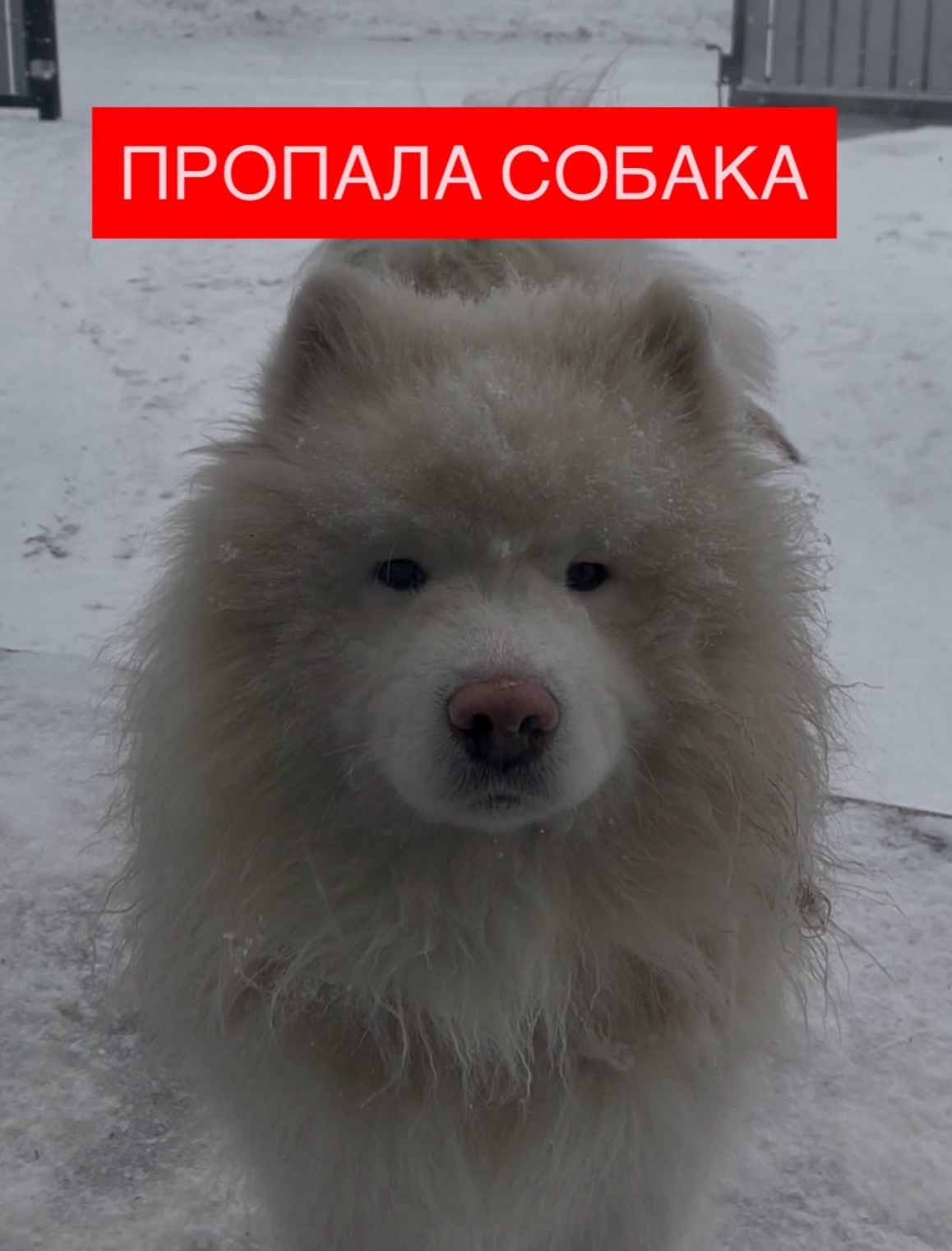 Найдена собака в Других городах — фото объявления