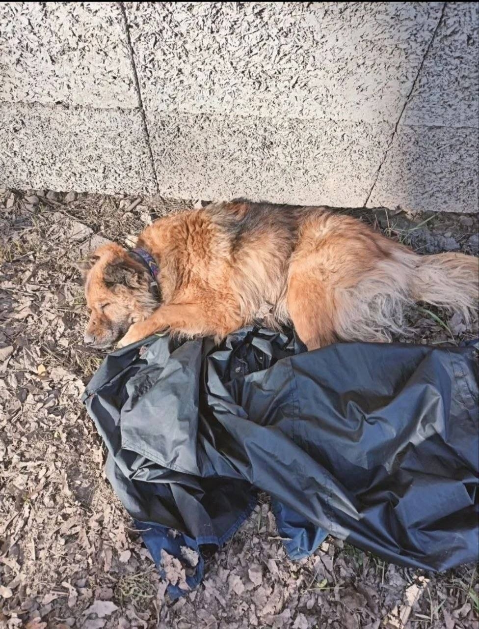 Найдена собака в Другие города