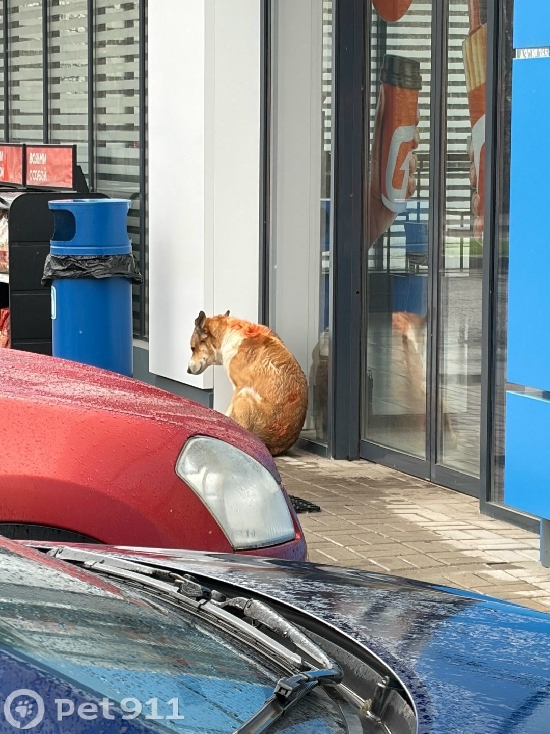 Объявление о питомце в Другие города