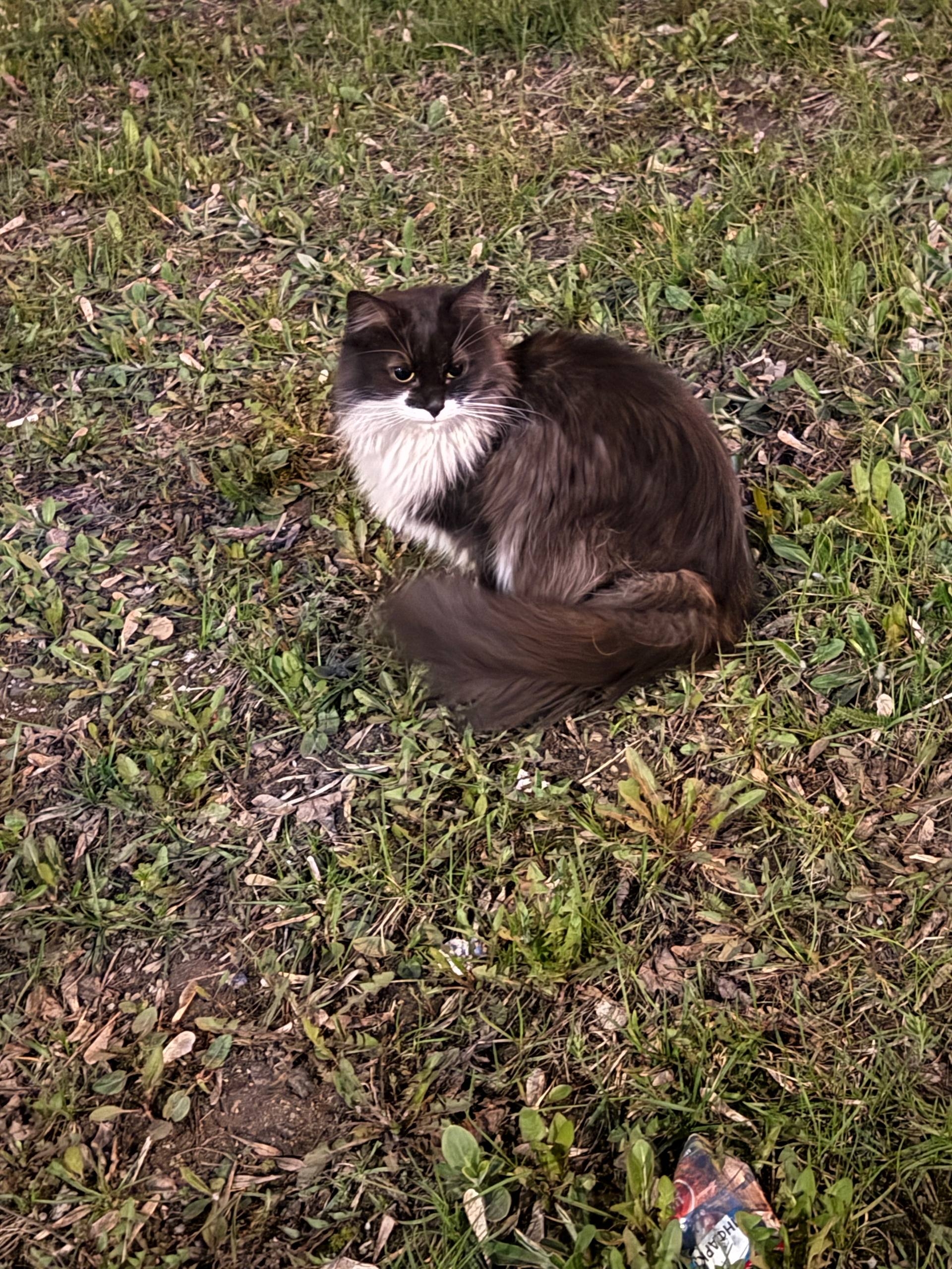 Найден питомец в Другие города