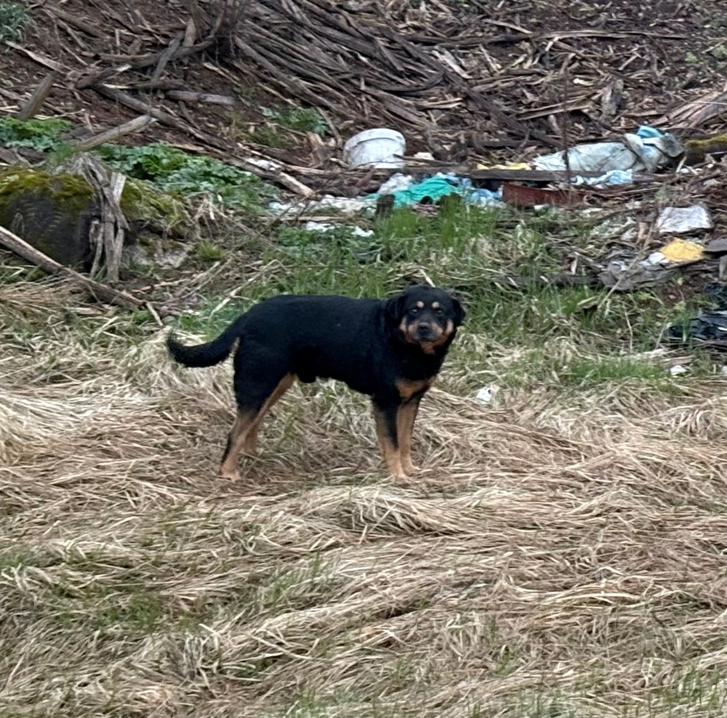 Объявление о питомце в Другие города