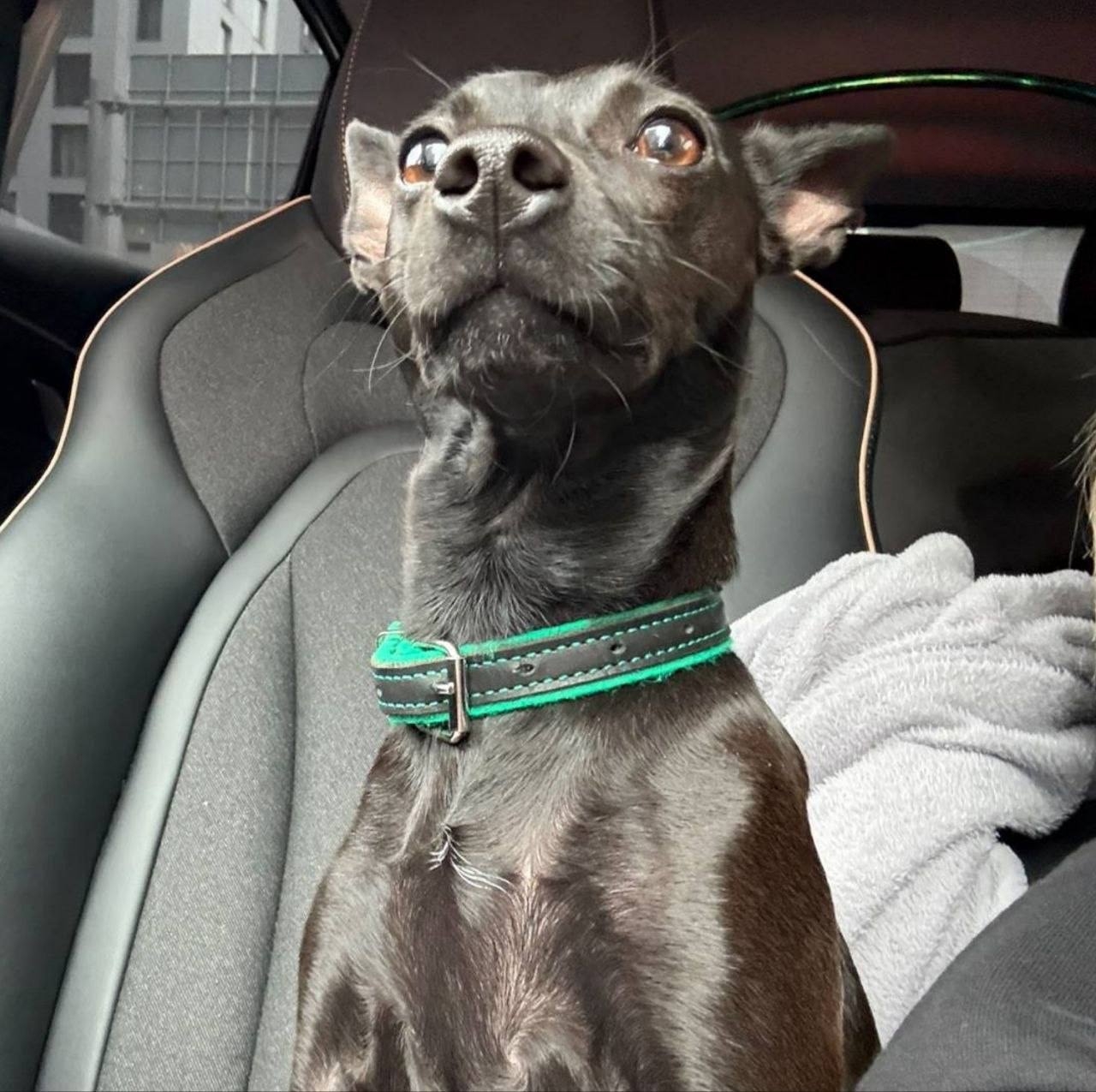 Найдена собака в Другие города