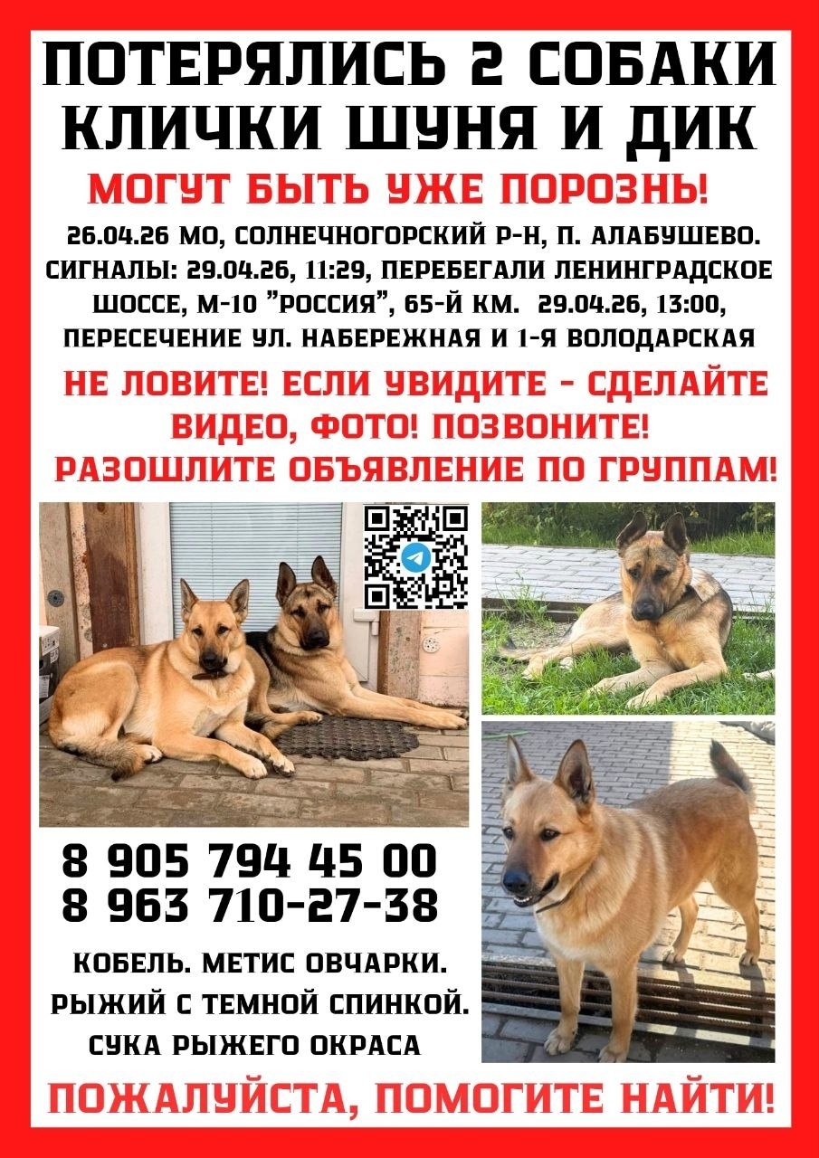 Найдена собака в Других городах — фото объявления