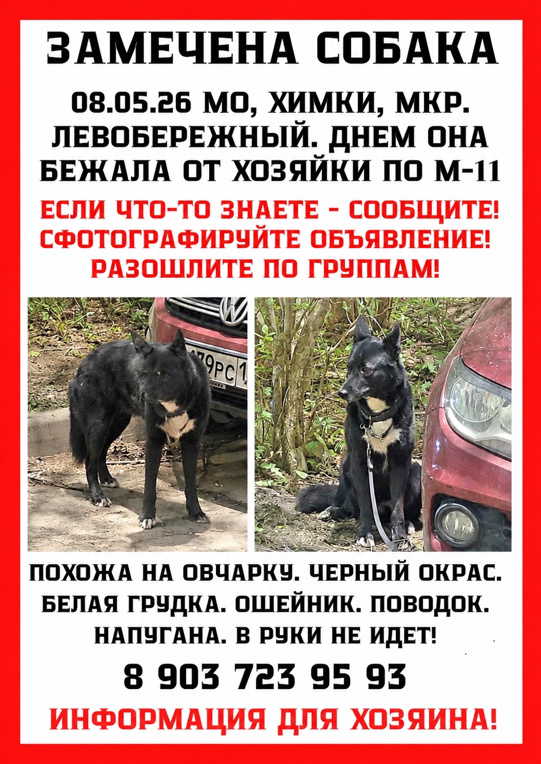 Найдена собака в Других городах — фото объявления