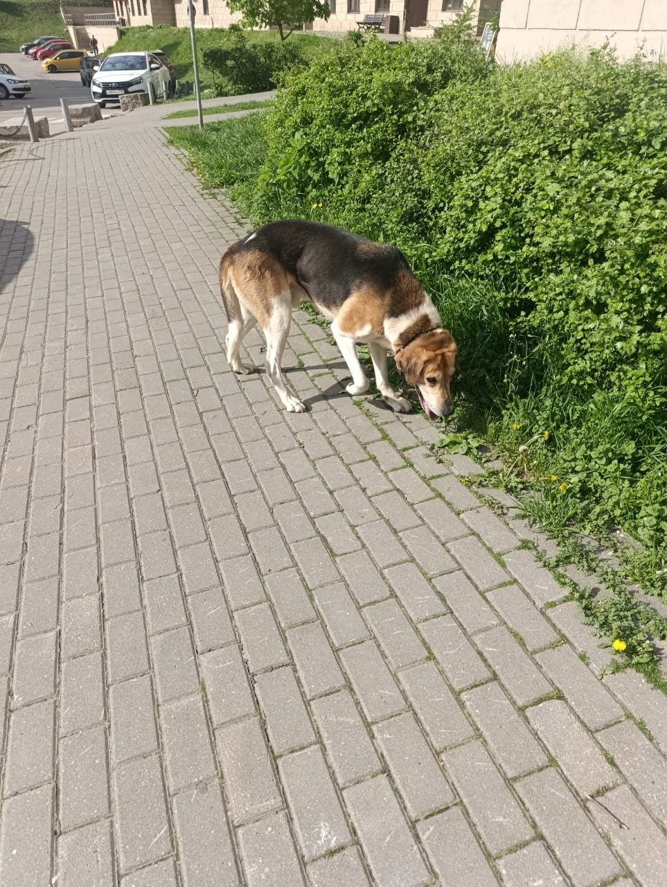 Найдена собака в Других городах — фото объявления