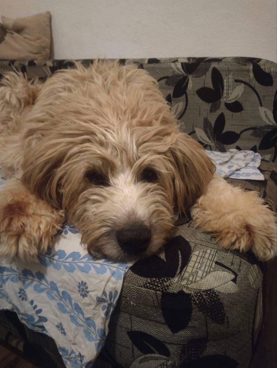 Пропала собака в Другие города