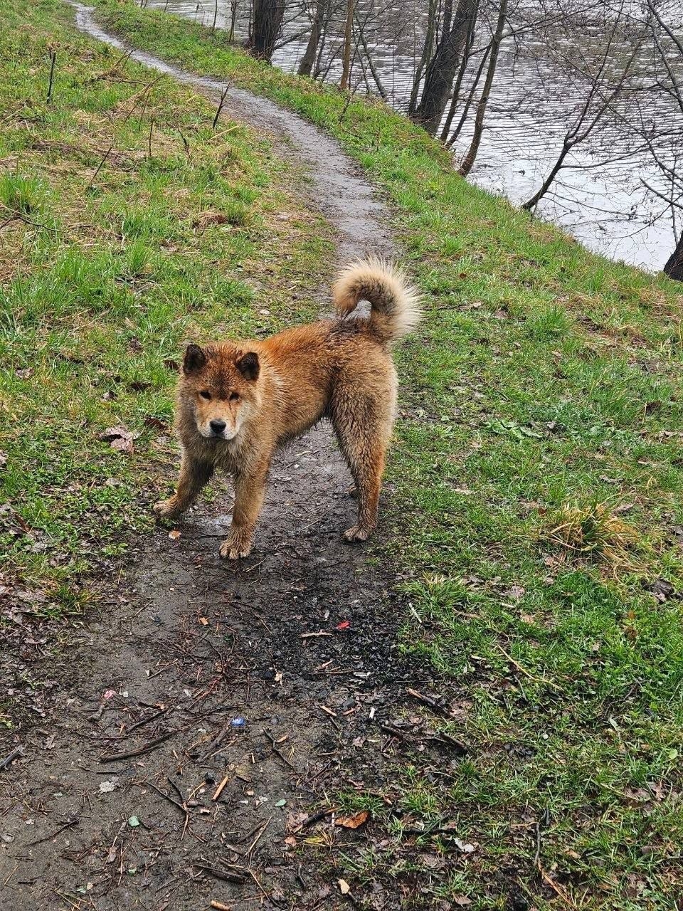 Объявление о питомце в Другие города