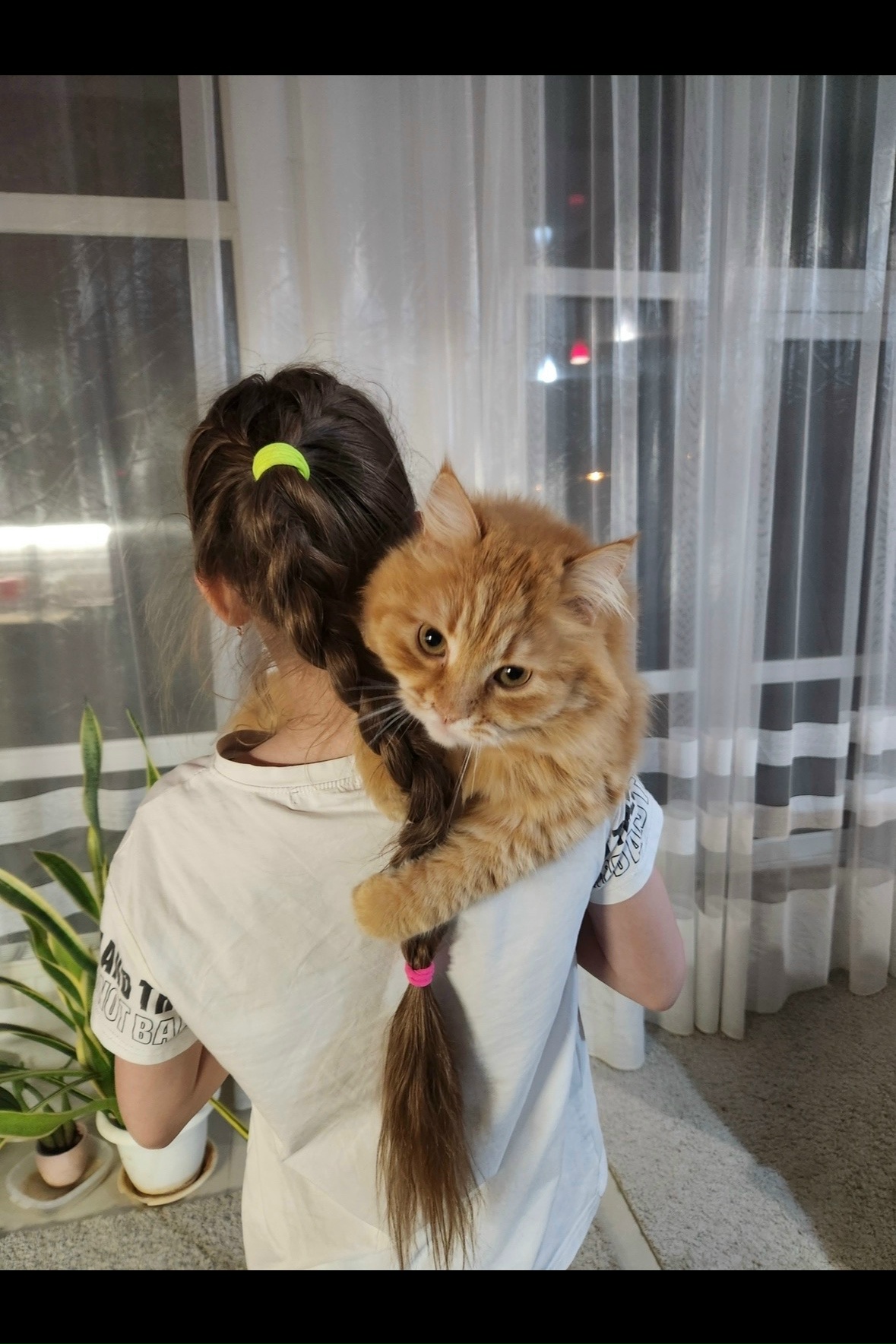Найдена кошка в Других городах — фото объявления
