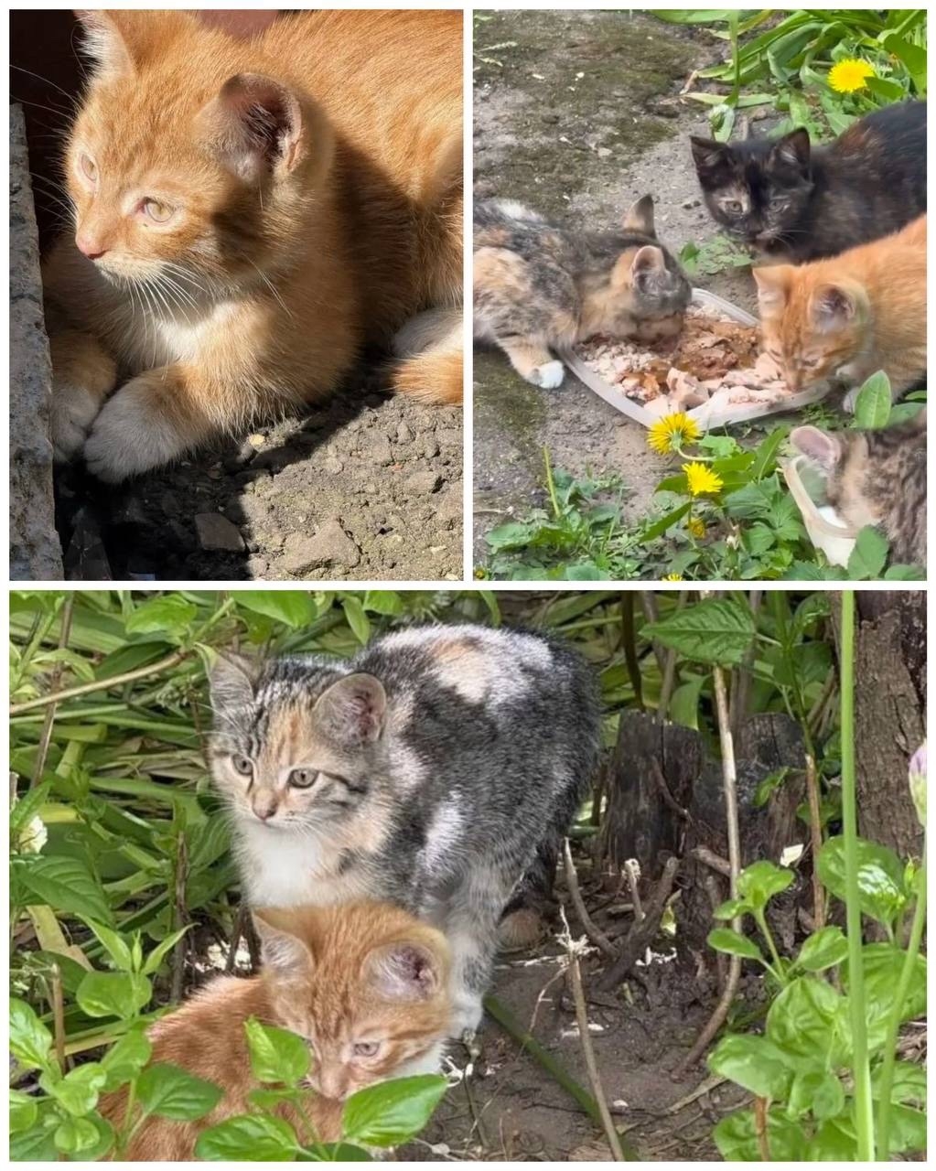 Найдена кошка в Других городах — фото объявления