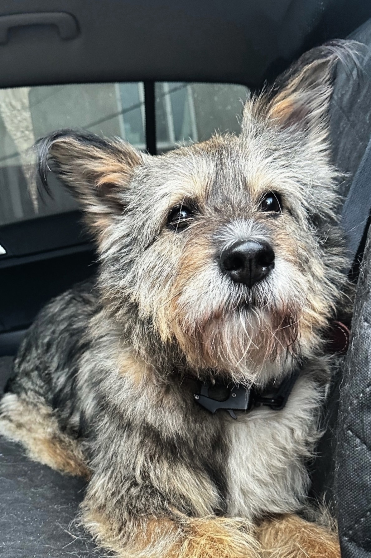 Объявление о питомце в Другие города