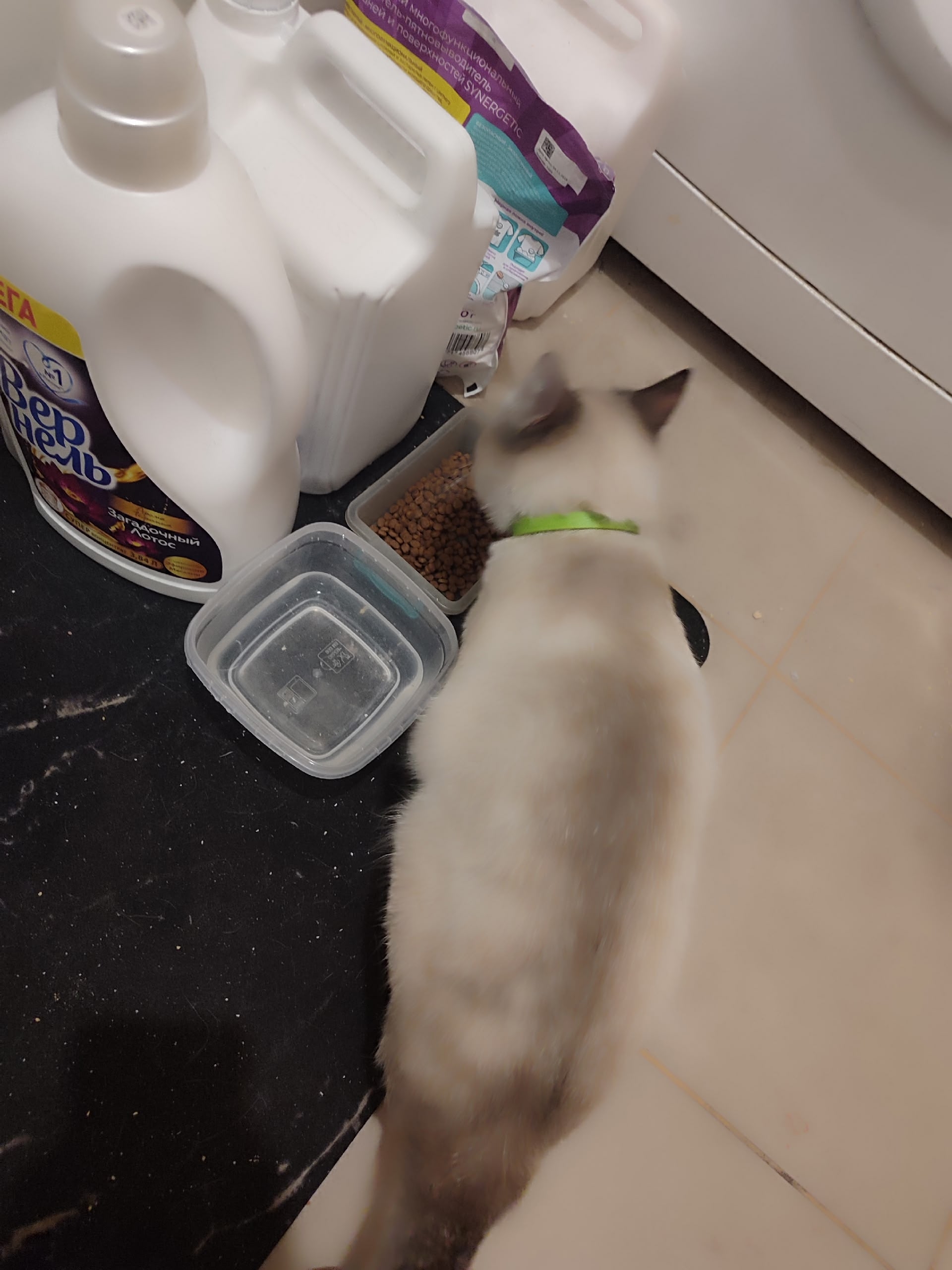 Объявление о питомце в Другие города