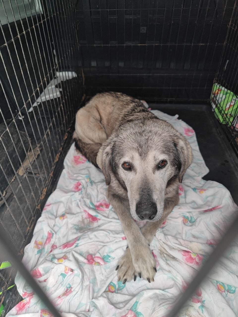 Объявление о питомце в Другие города