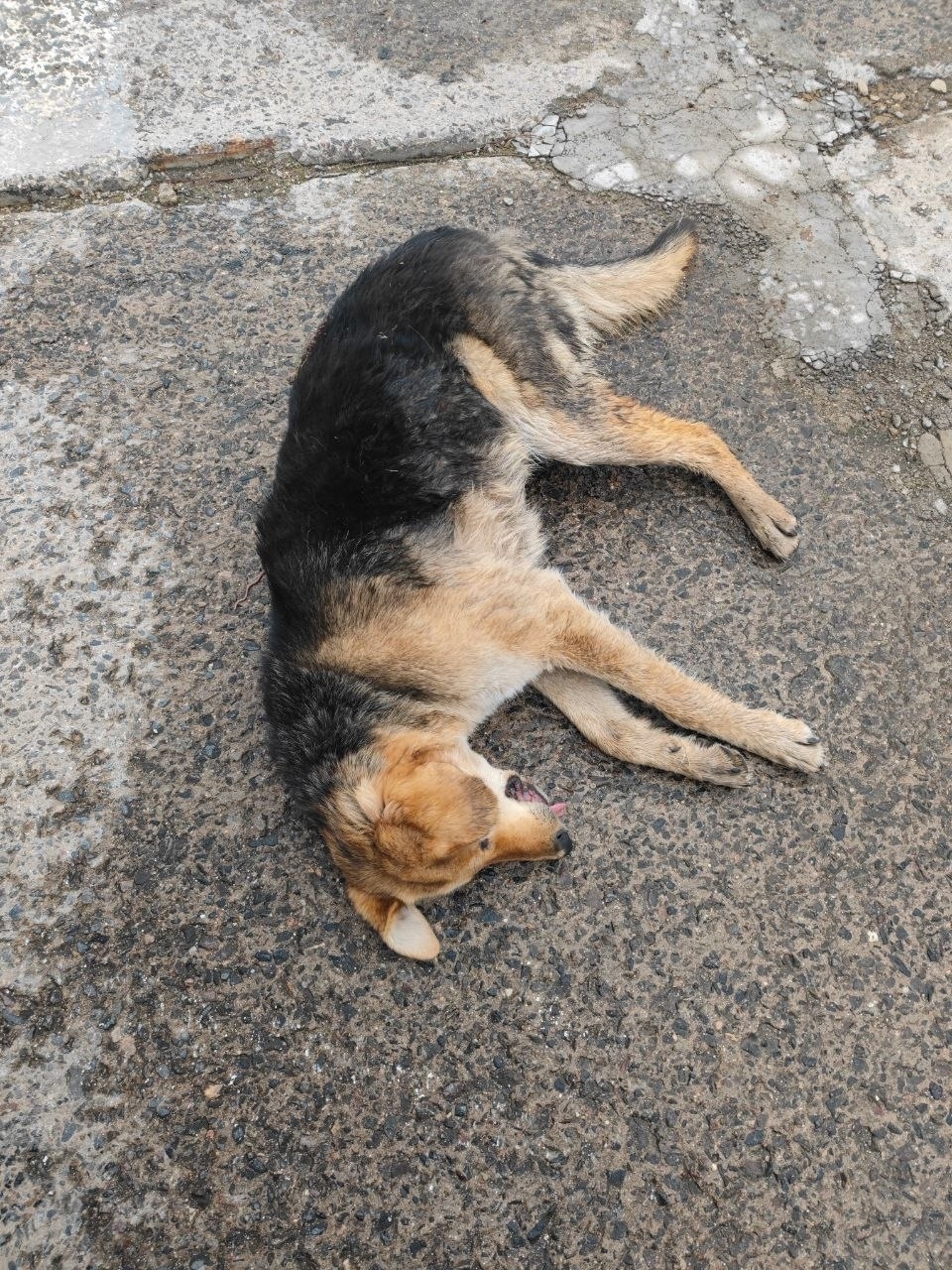 Объявление о питомце в Другие города