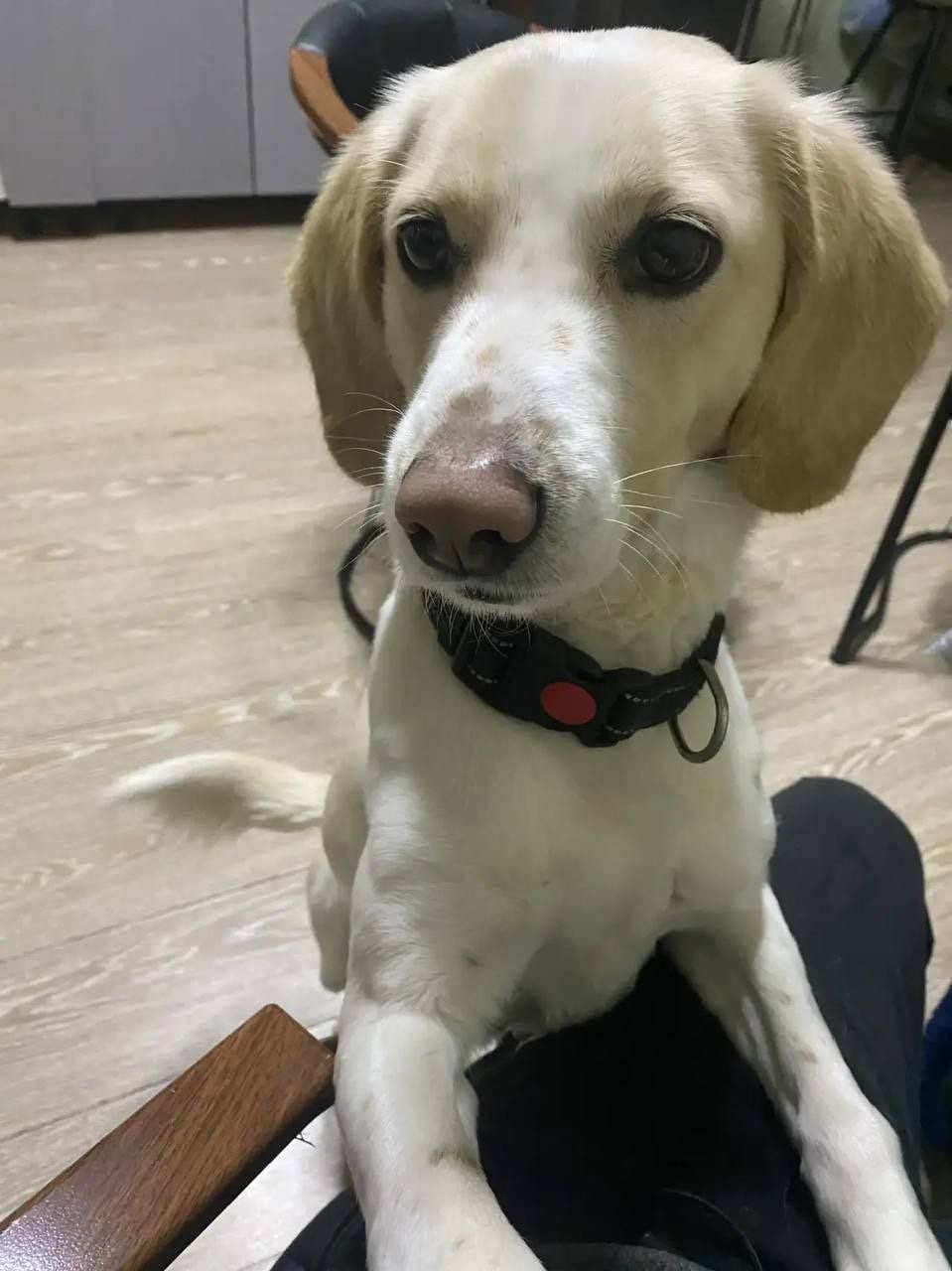 Найдена собака в Других городах — фото объявления