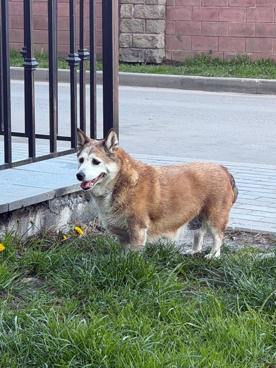Найдена собака в Других городах — фото объявления