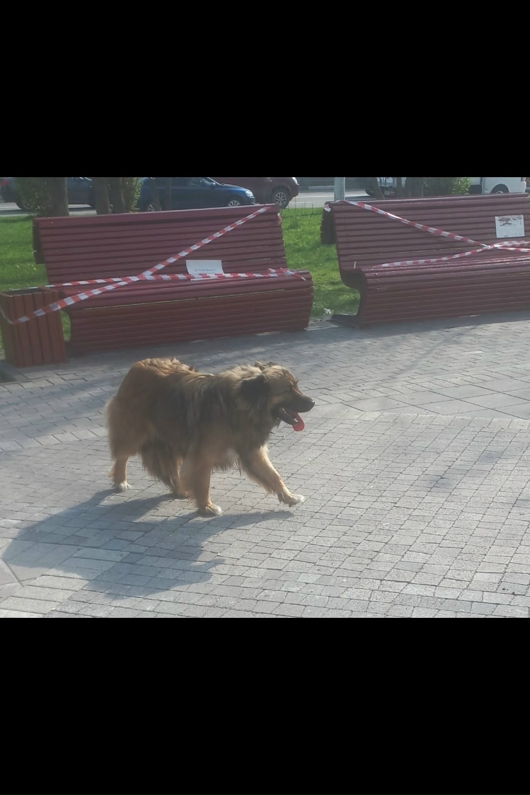 Найдена собака в Других городах — фото объявления