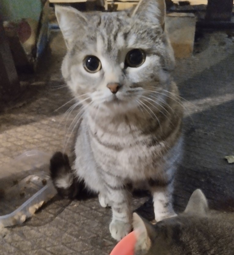 Пропала кошка Плюша в посе́лке Елизаветино городского округа Электросталь. Отдали в хорошие руки, она убежала. Пропала в районе многоквартирных домов возле клуба.