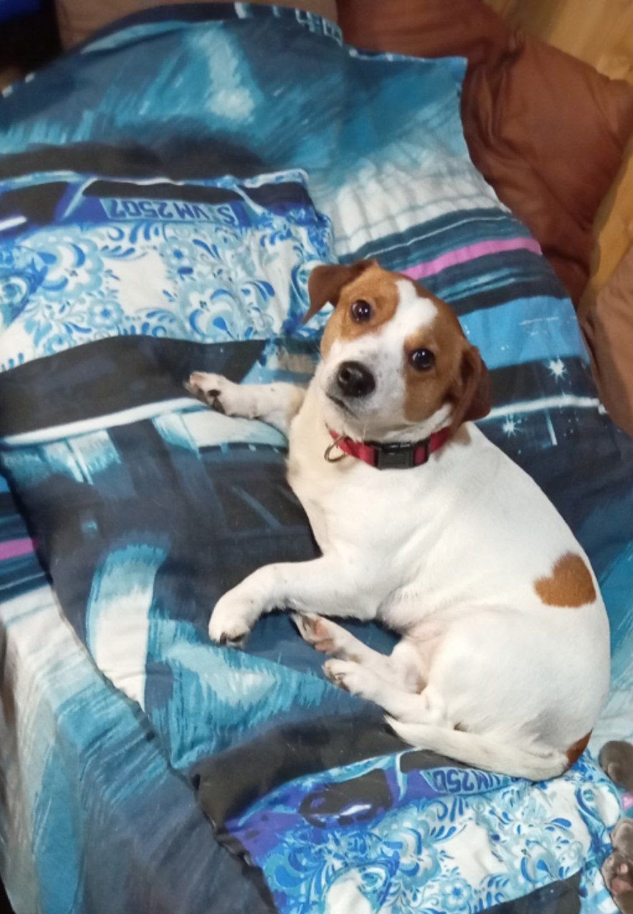 Пропал питомец в Другие города