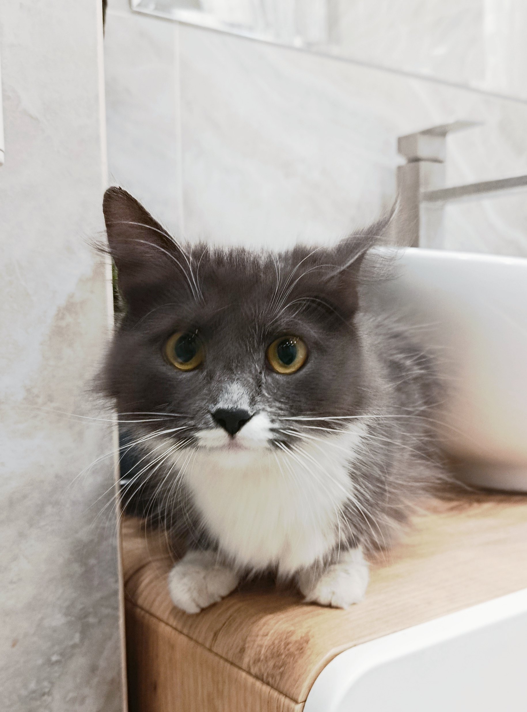 Найдена кошка в Другие города