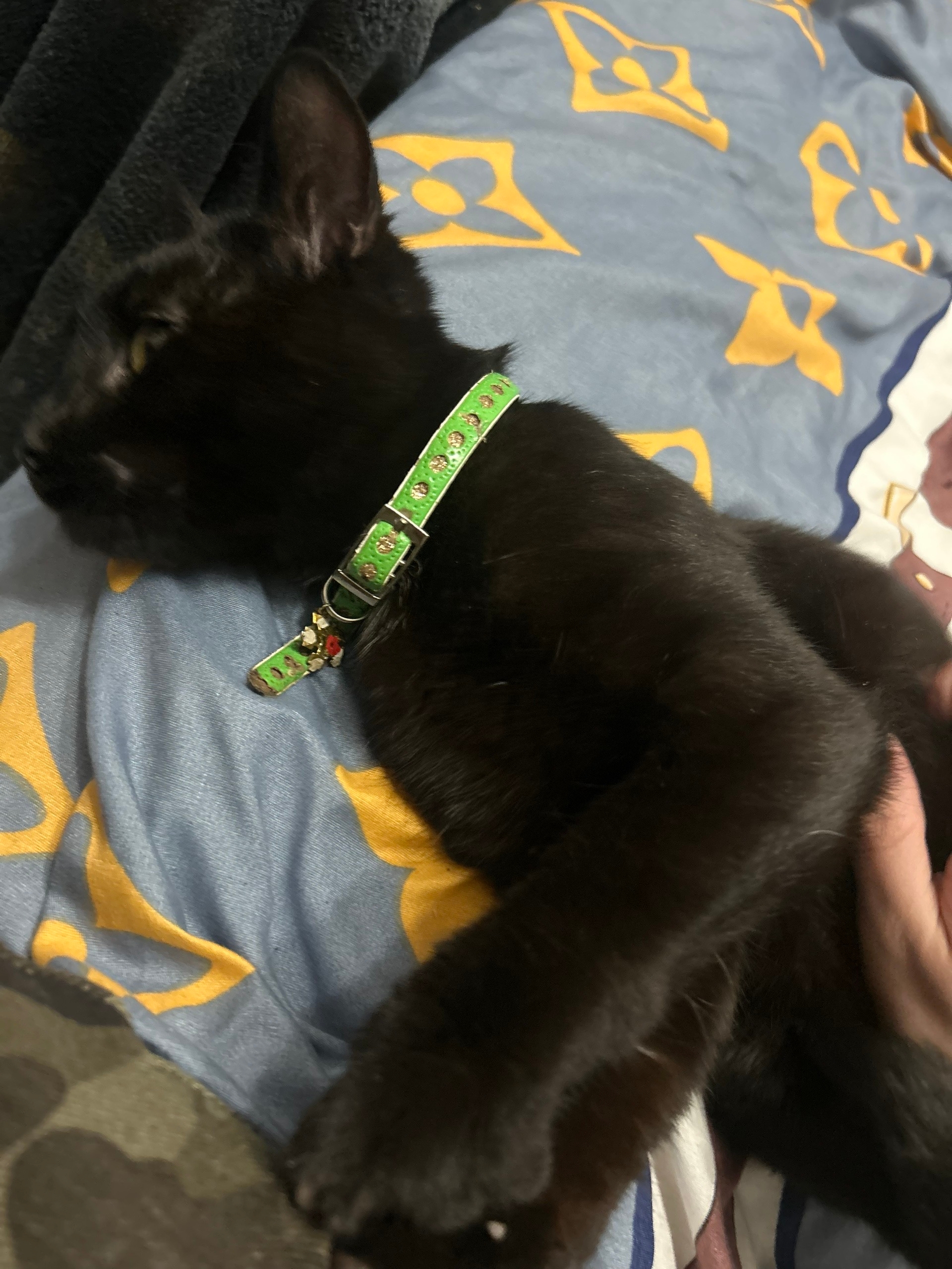 Найдена кошка в Другие города