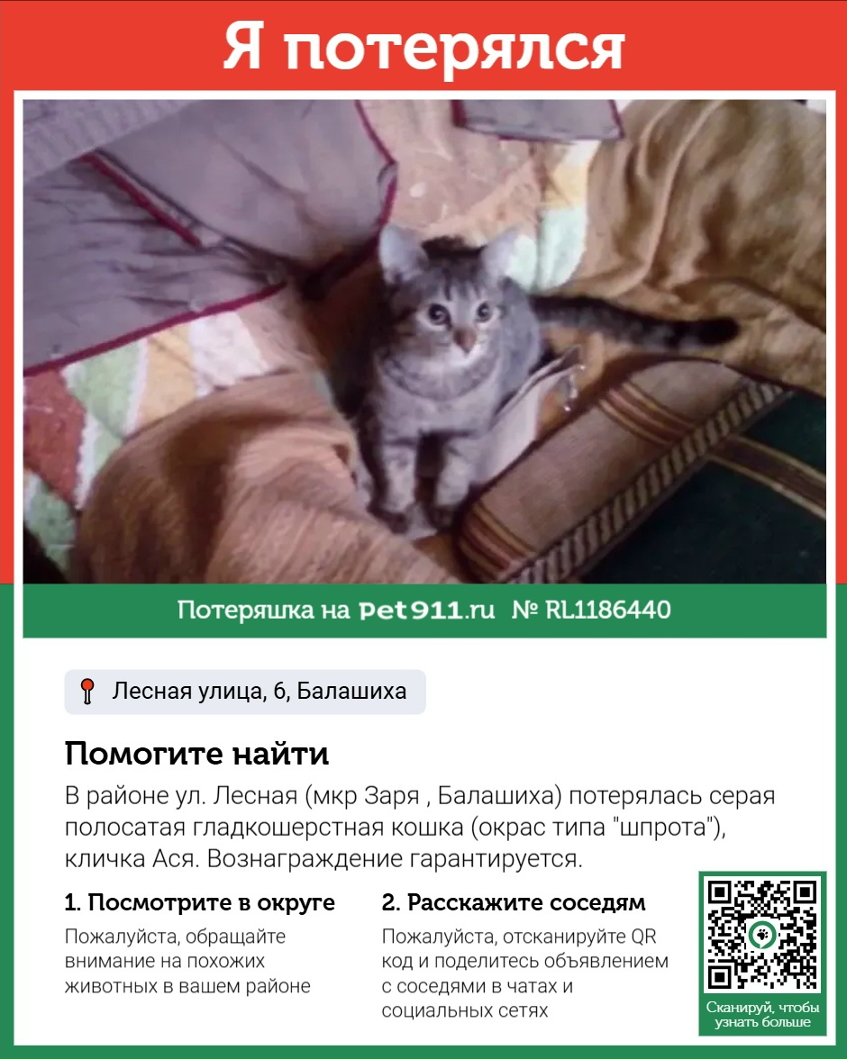 Найдена кошка в Других городах — фото объявления