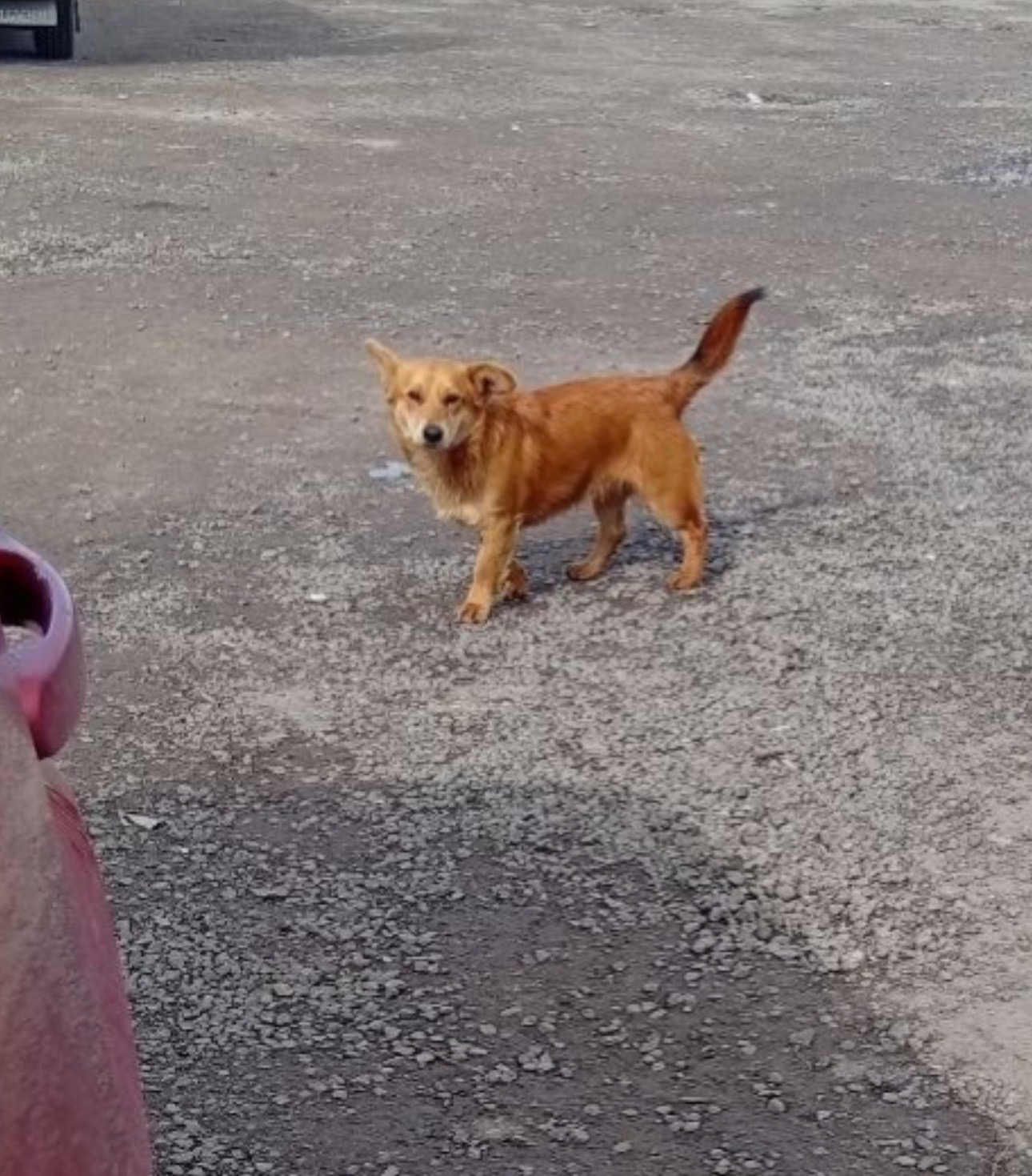 Пропала собака в Другие города