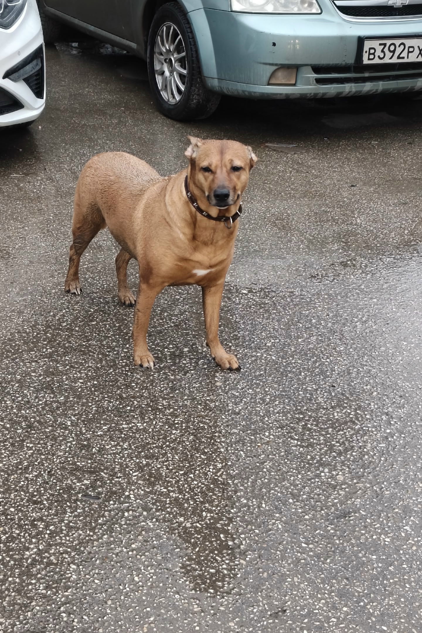 Пропала собака в Другие города