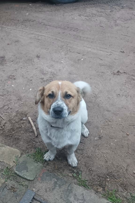 Найдена собака в Другие города