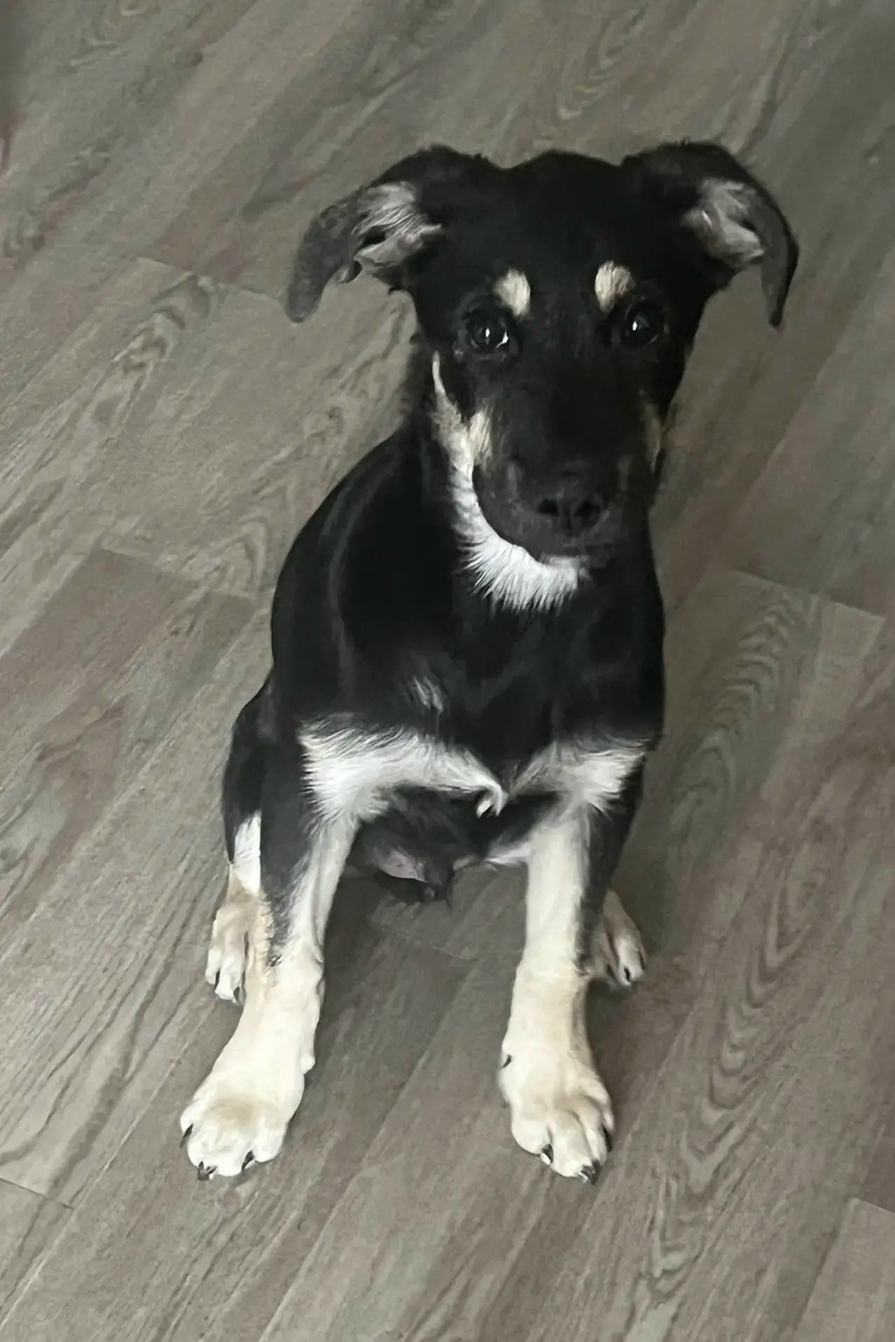 Найдена собака в Другие города