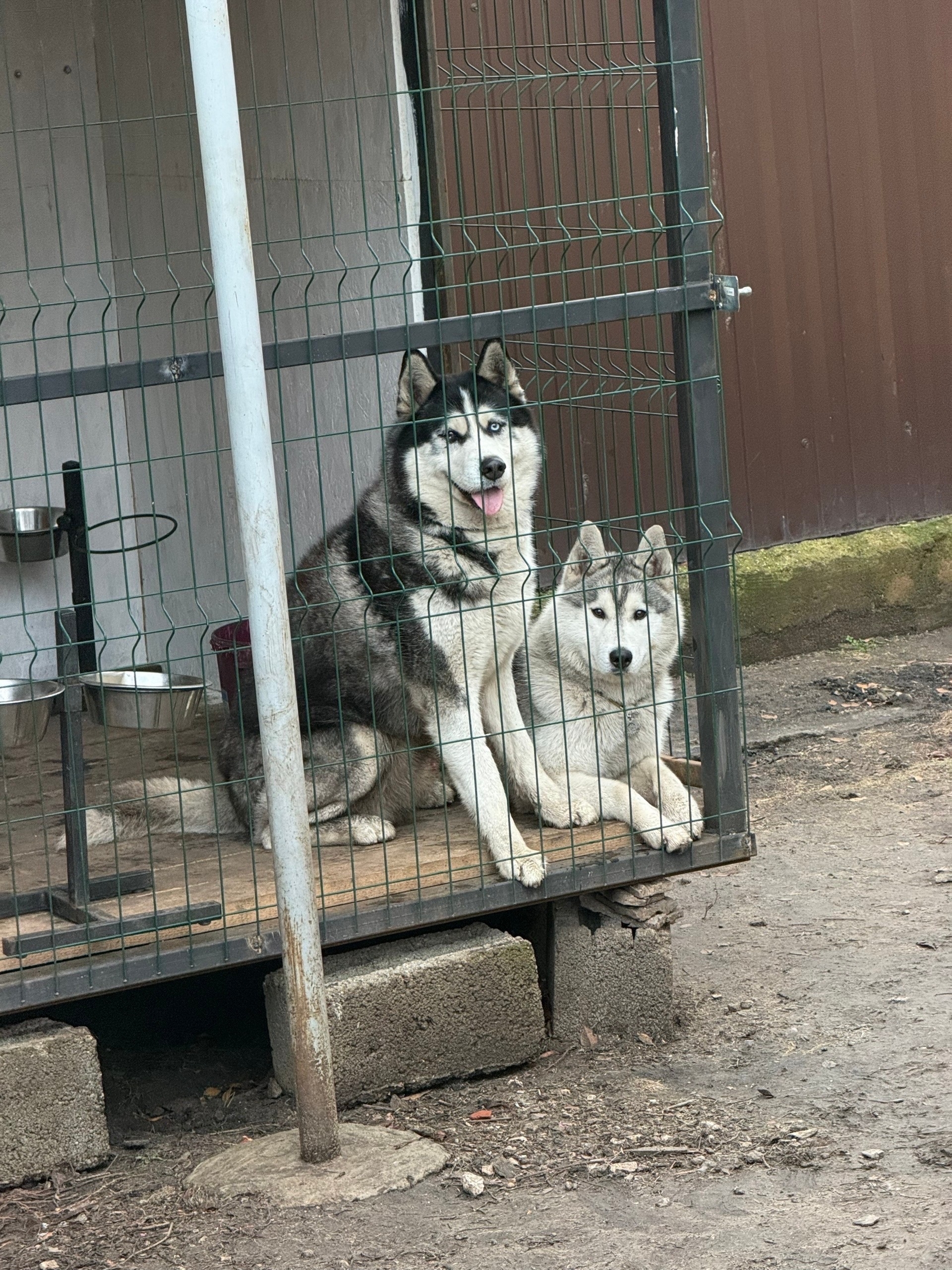 Пропала собака в Другие города