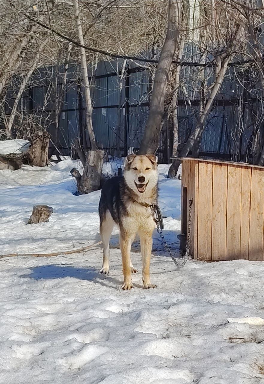 Пропала собака в Другие города
