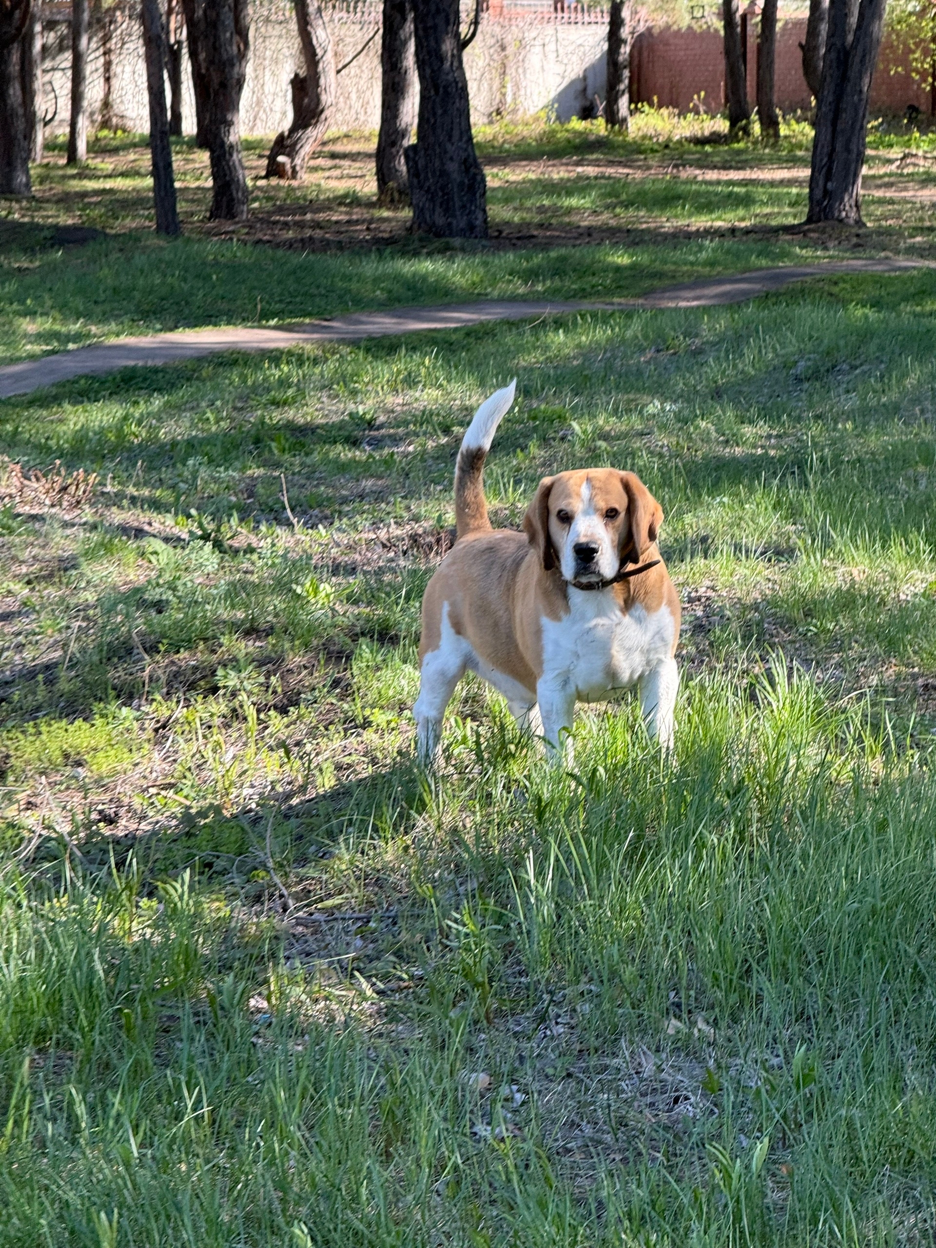 Объявление о питомце в Других городах — фото объявления