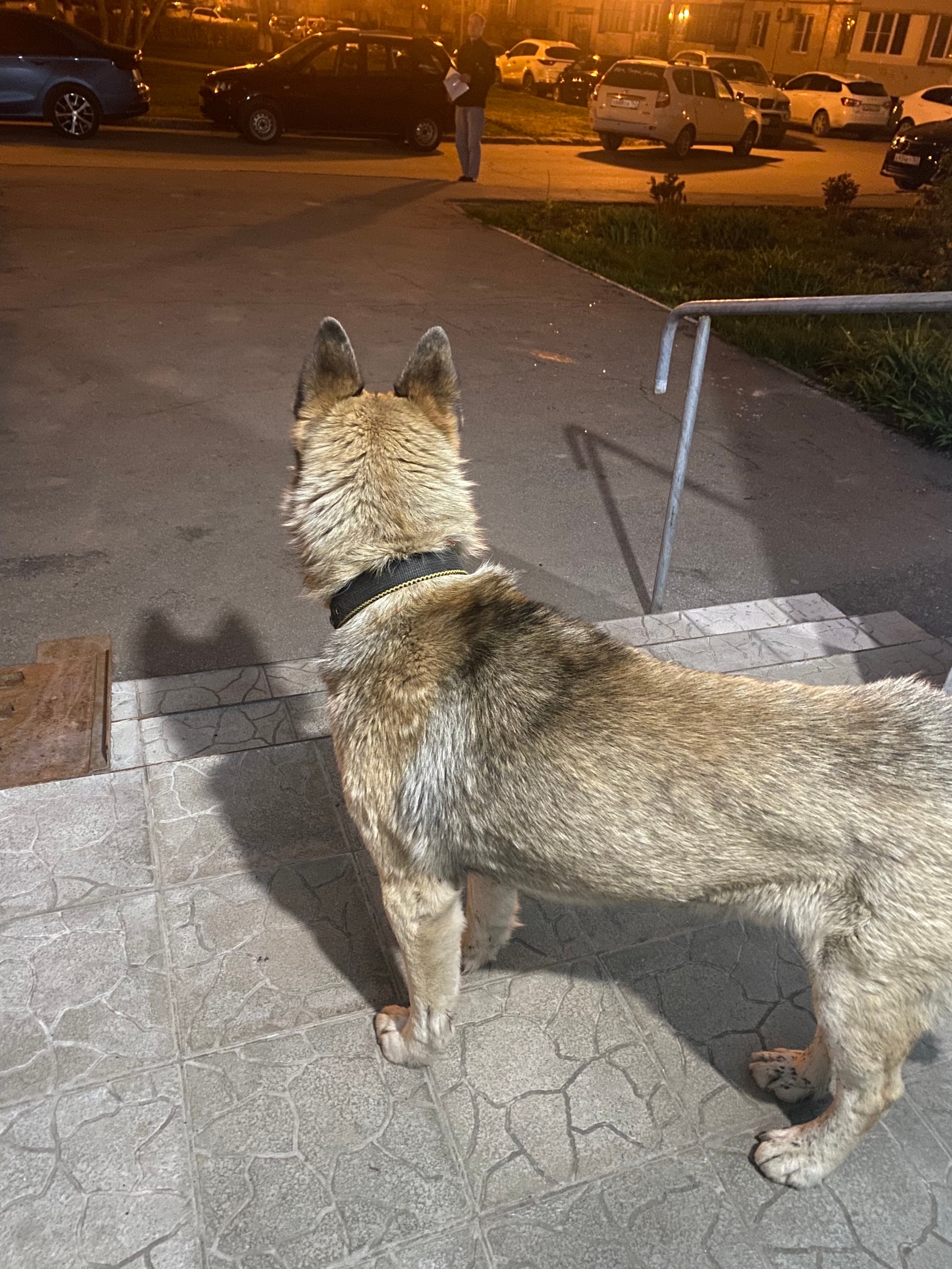 Найдена собака в Других городах — фото объявления
