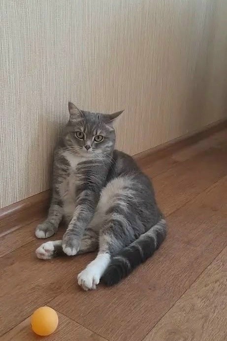 Найдена кошка в Других городах — фото объявления