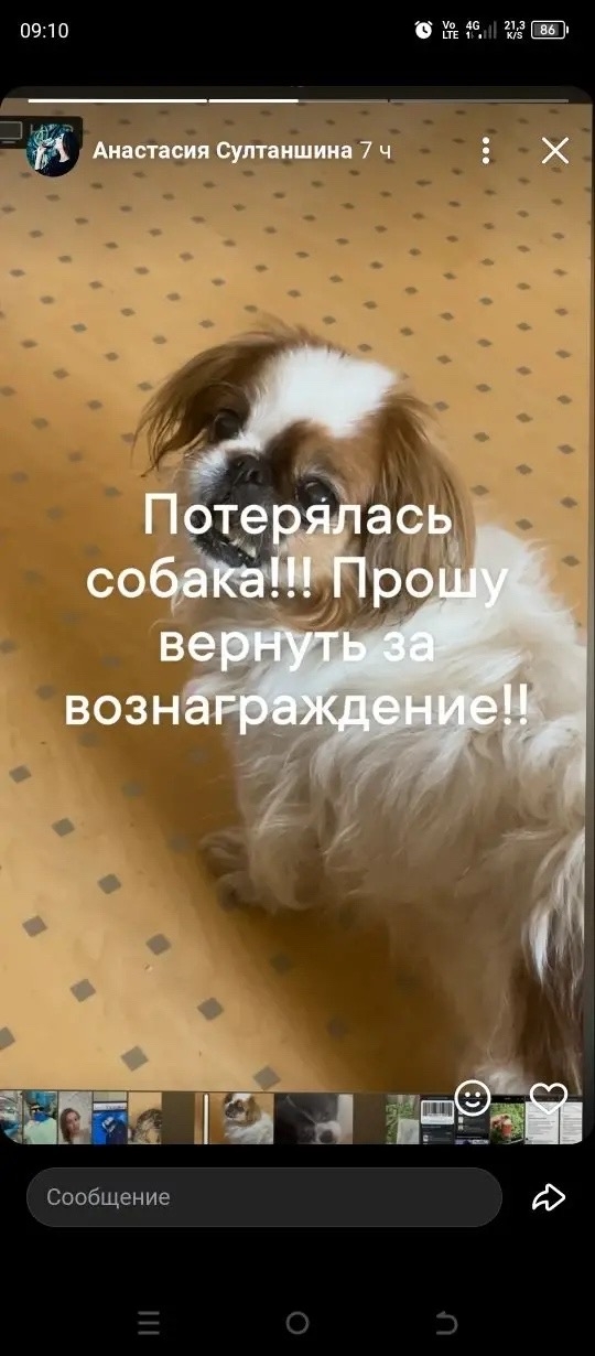 Найдена собака в Других городах — фото объявления