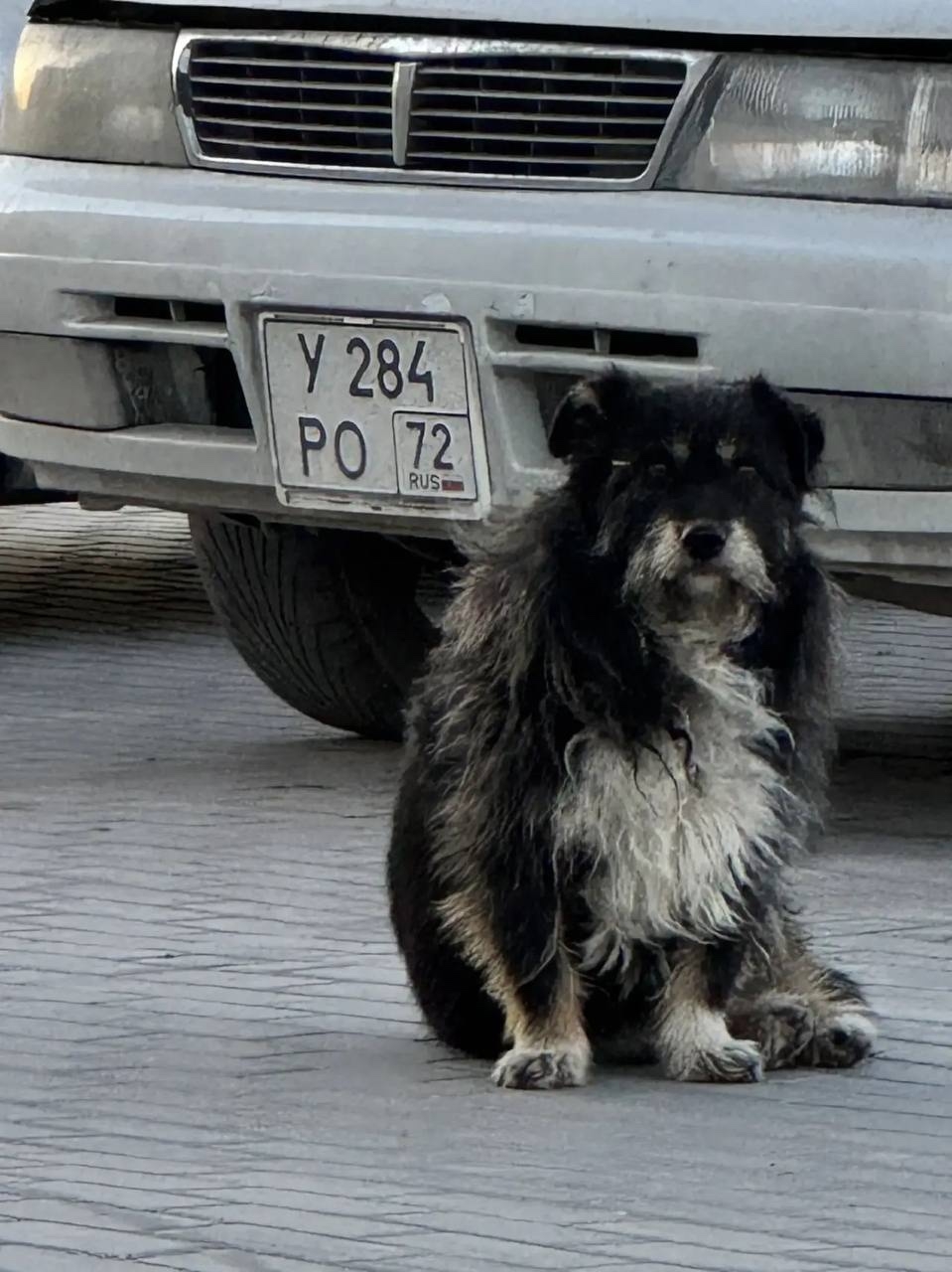 Может кто-то потерял собачку, жк апрель. Бегает, скулит