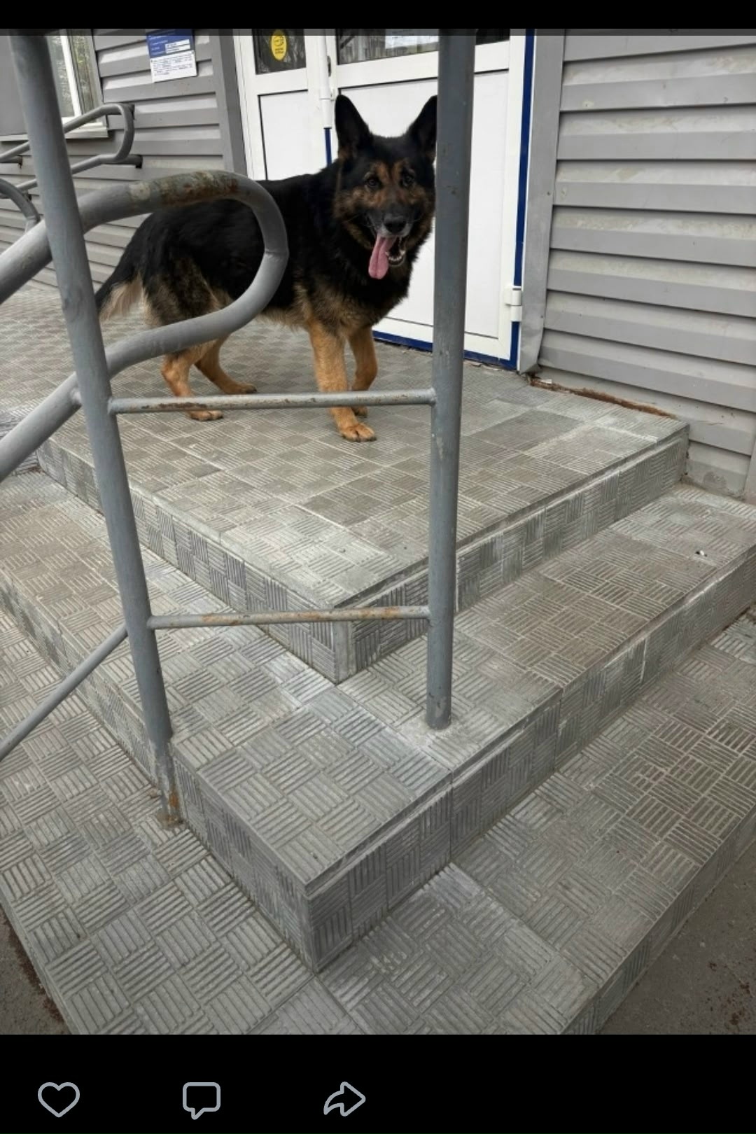 Пропала собака в Другие города