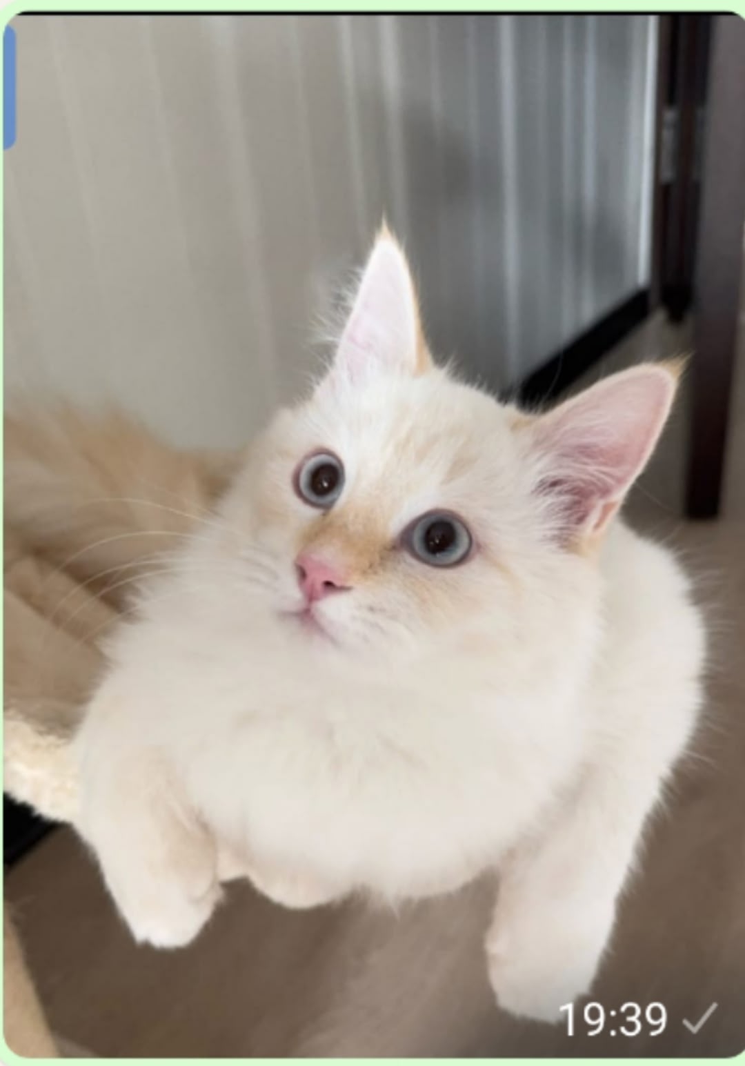 Пропал питомец в Другие города