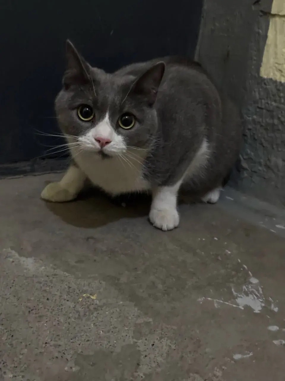 Пропал питомец в Другие города