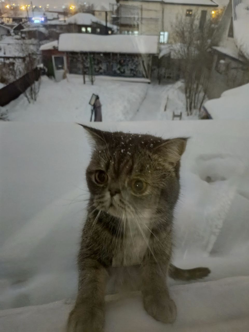Объявление о питомце в Другие города
