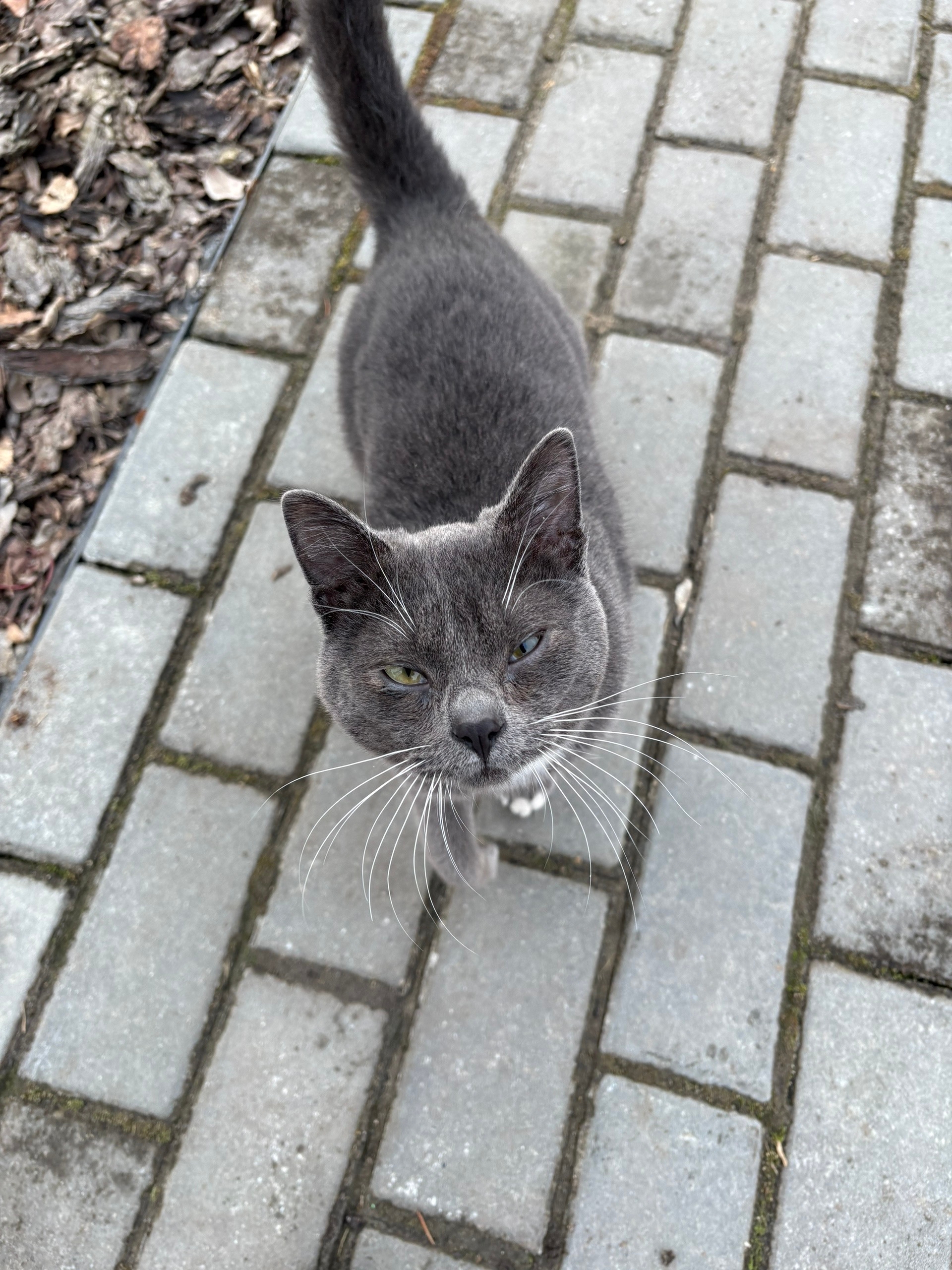 Пропала кошка в Другие города