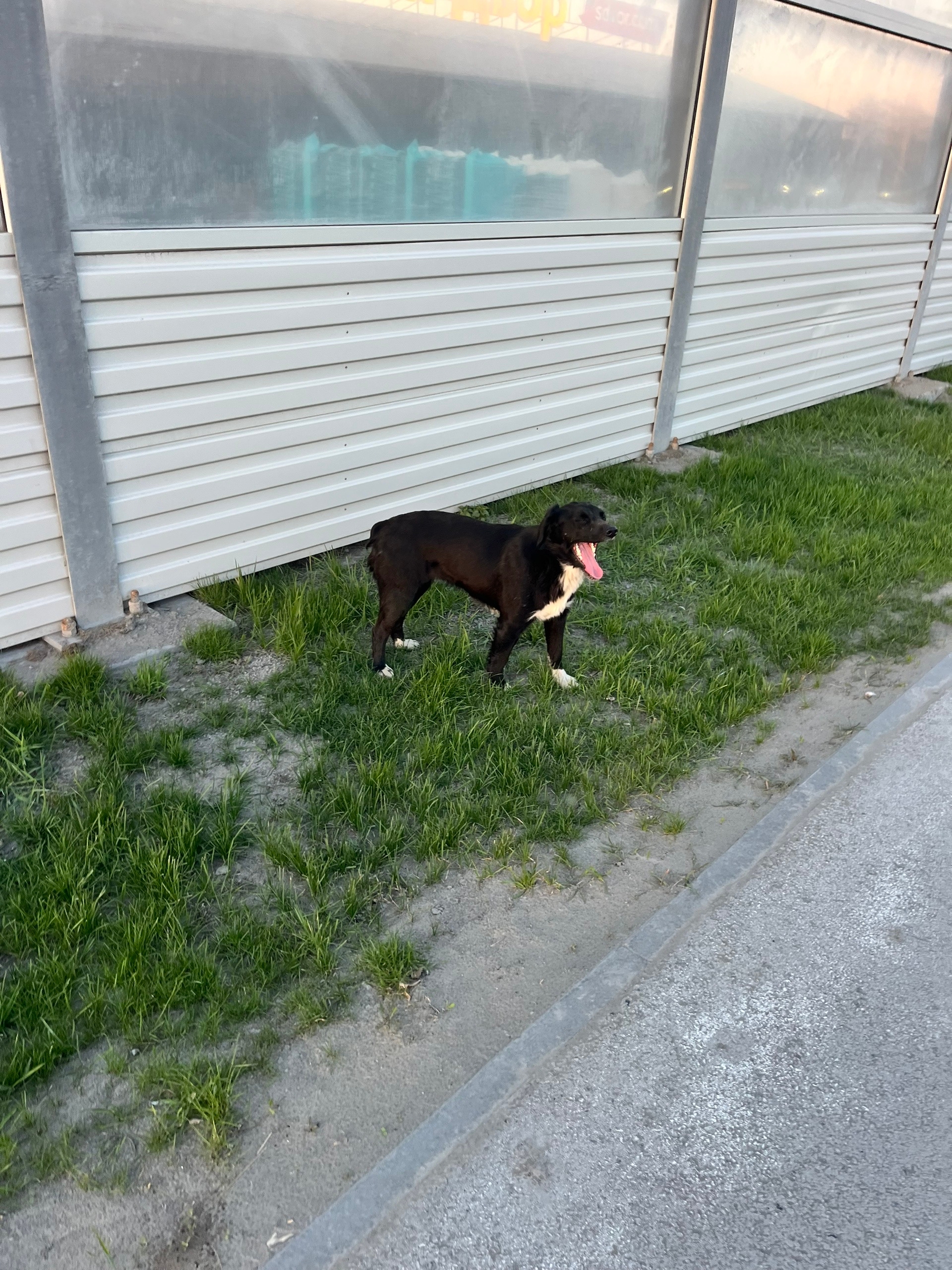 Объявление о питомце в Других городах — фото объявления