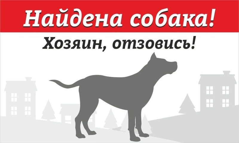 Найдена собака в Других городах — фото объявления