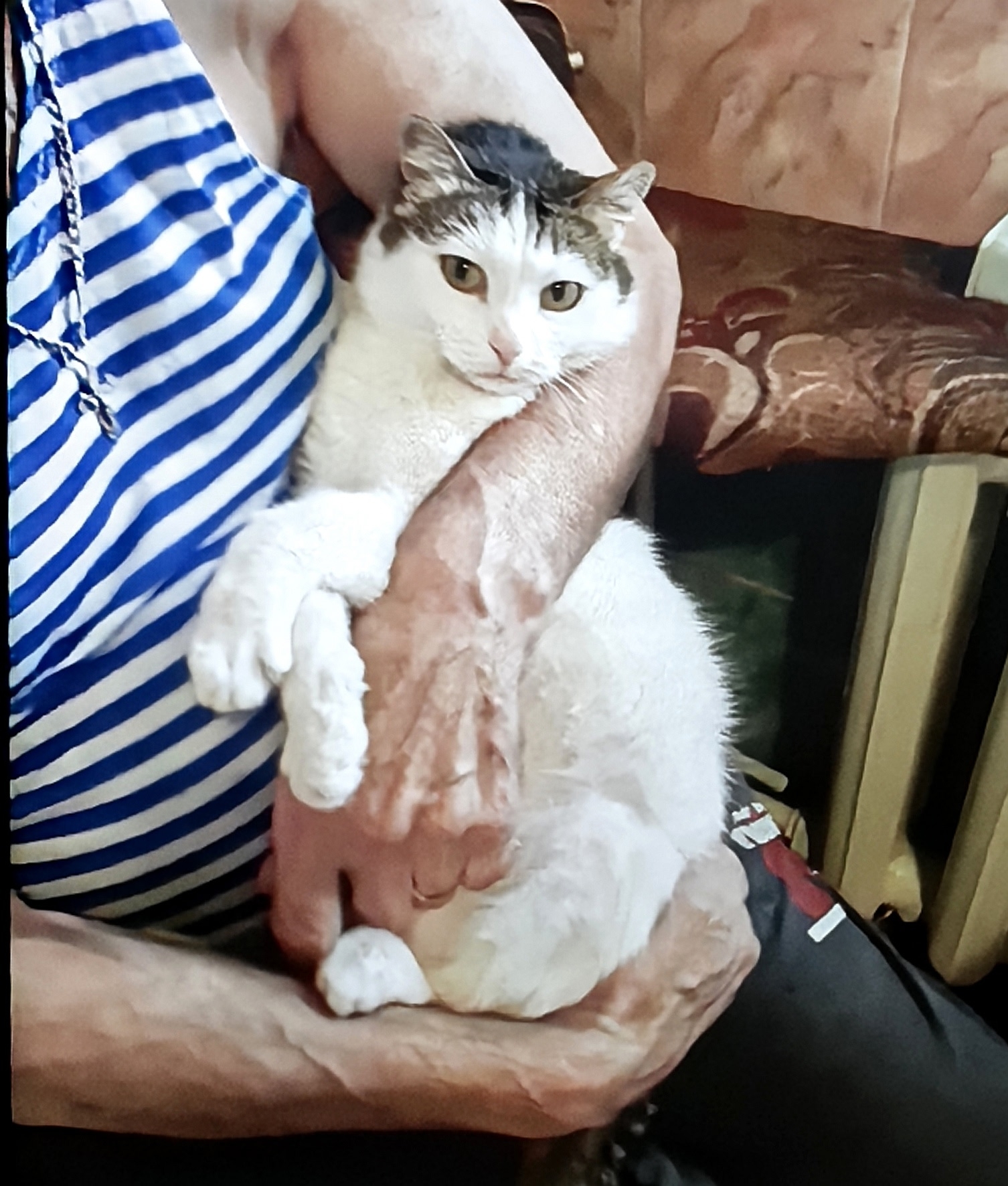 Найдена кошка в Других городах — фото объявления