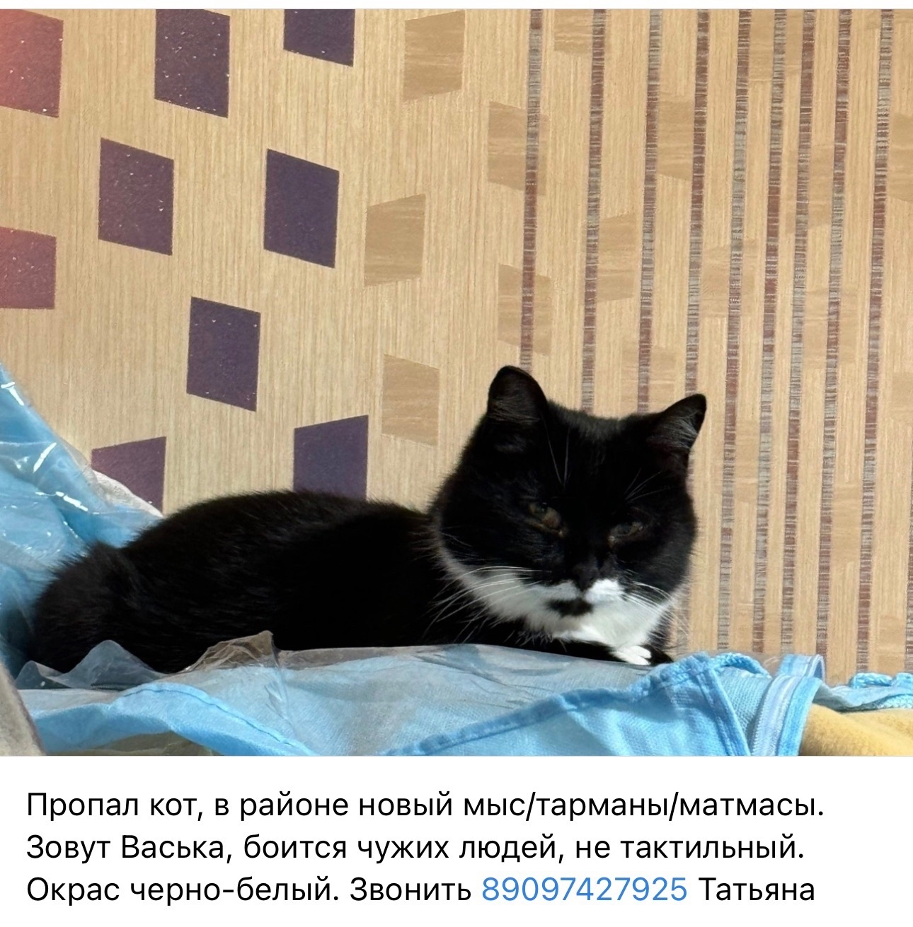 Объявление о питомце в Других городах — фото объявления